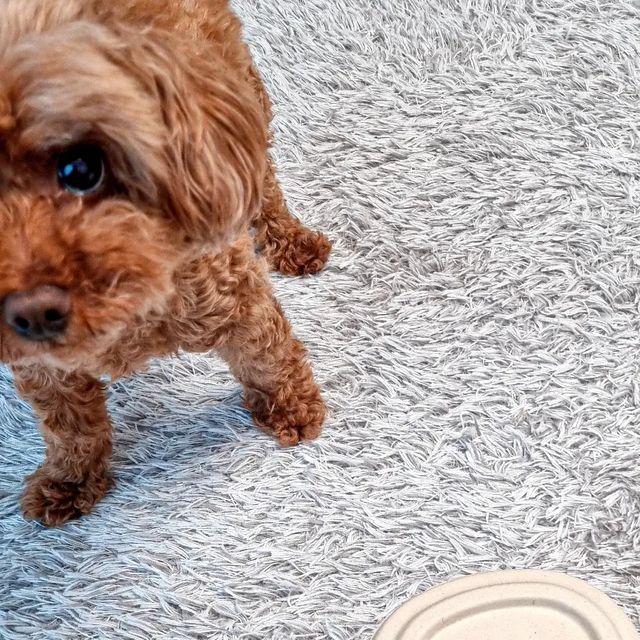 망고네 잡화점🐶🏠 on Instagram: "🐶가자요펫 관절+멀티비타민 영양제 #광고 미국 수의사협회 FDA를 승인받은 우리 아이들을 위해 믿고 먹이는 반려견/반려묘 영양제 소개해드려요😃 멀티비