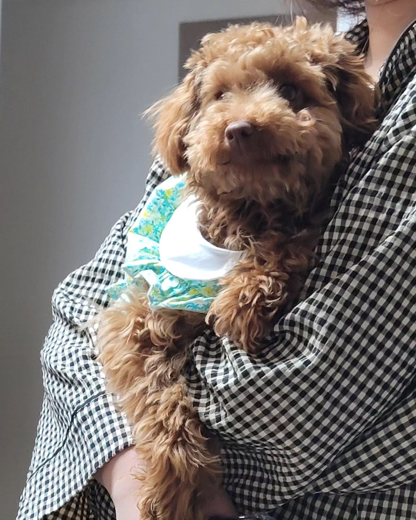 뽀짝 뽀짝 귀여운 
단발머리 아가씨 🐶

#멍팔 #멍팔해요 #멍스타그램 
#푸들푸들