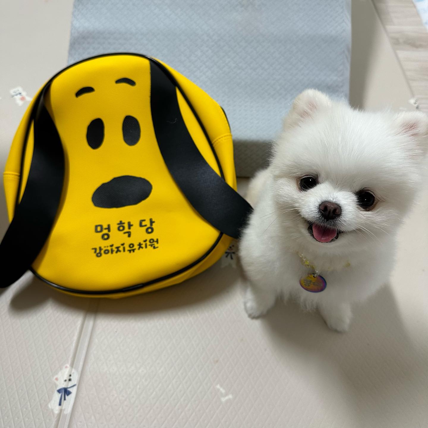 떤땡님 저 이거 메구 열시미 등원할게여 🐣
귀여운 가방도 주셨으니
이제 멍학당의 모범생이 되겠어요 (•̀ᴗ•́)و ̑̑

두부 콩이 보러 멍학당 등원하러와 칭구들 💓