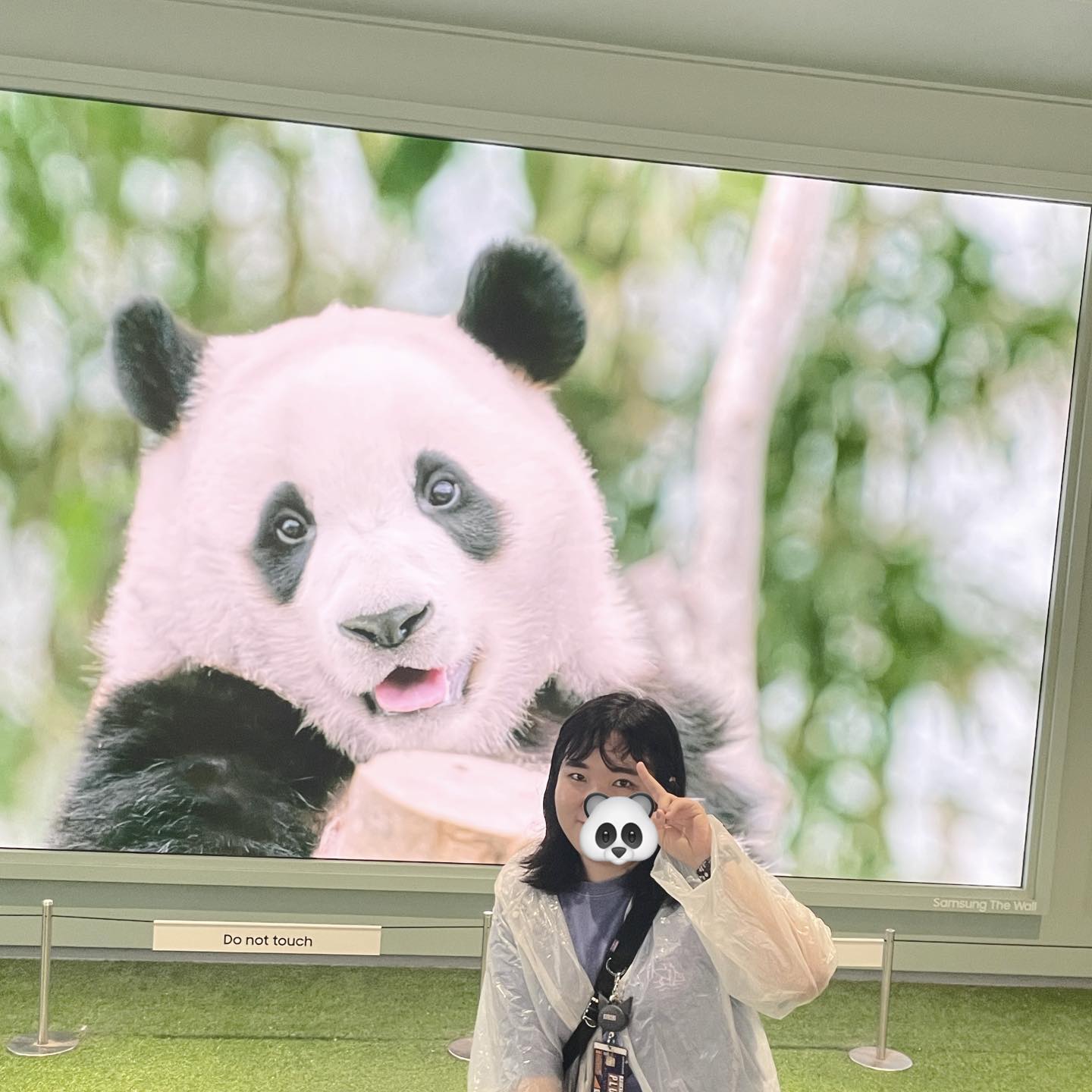 비오는 날의 에버랜드 어마어마한 동물 구경🐼 #푸바오 #에버랜드 #에버랜드사파리 #에버랜드🎈