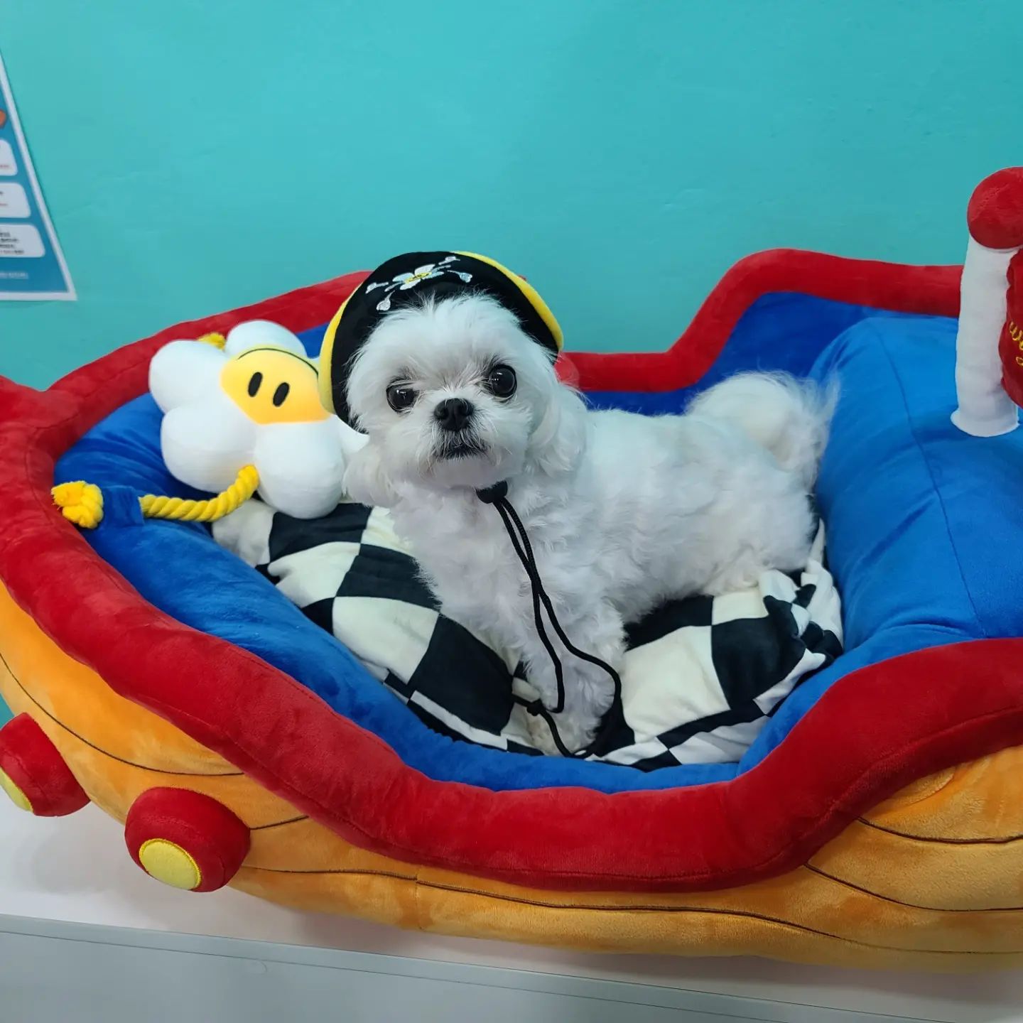 무인반려용품점이 새로 생겨서 다녀왔다
포토존이있어서 찰칵찰칵!!
나예뽀?????!!! ><

두부공주 심기많이 불편하심

#맞팔멍팔 #멍팔맞팔🐶  #멍스타그램🐕 #댕팔맞팔환영 #말티스타그램🐩 #강아지일상 #강아지그램 #춘천멍냥의민족#멍냥의민족후평점