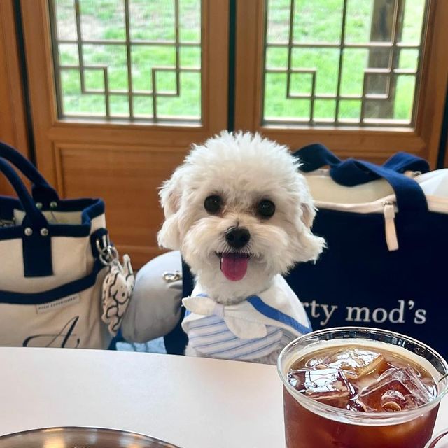 전설의강아지 김오복🌻 on Instagram: "#협찬 힙댕이 들의 성지 행궁동 @cafedohwa #카페도화 에 다녀왔어 🩵 카페도화는 1000평의 잔디마당을 품은 한옥 공간으로 모든곳에서 카페 메뉴를 먹을수