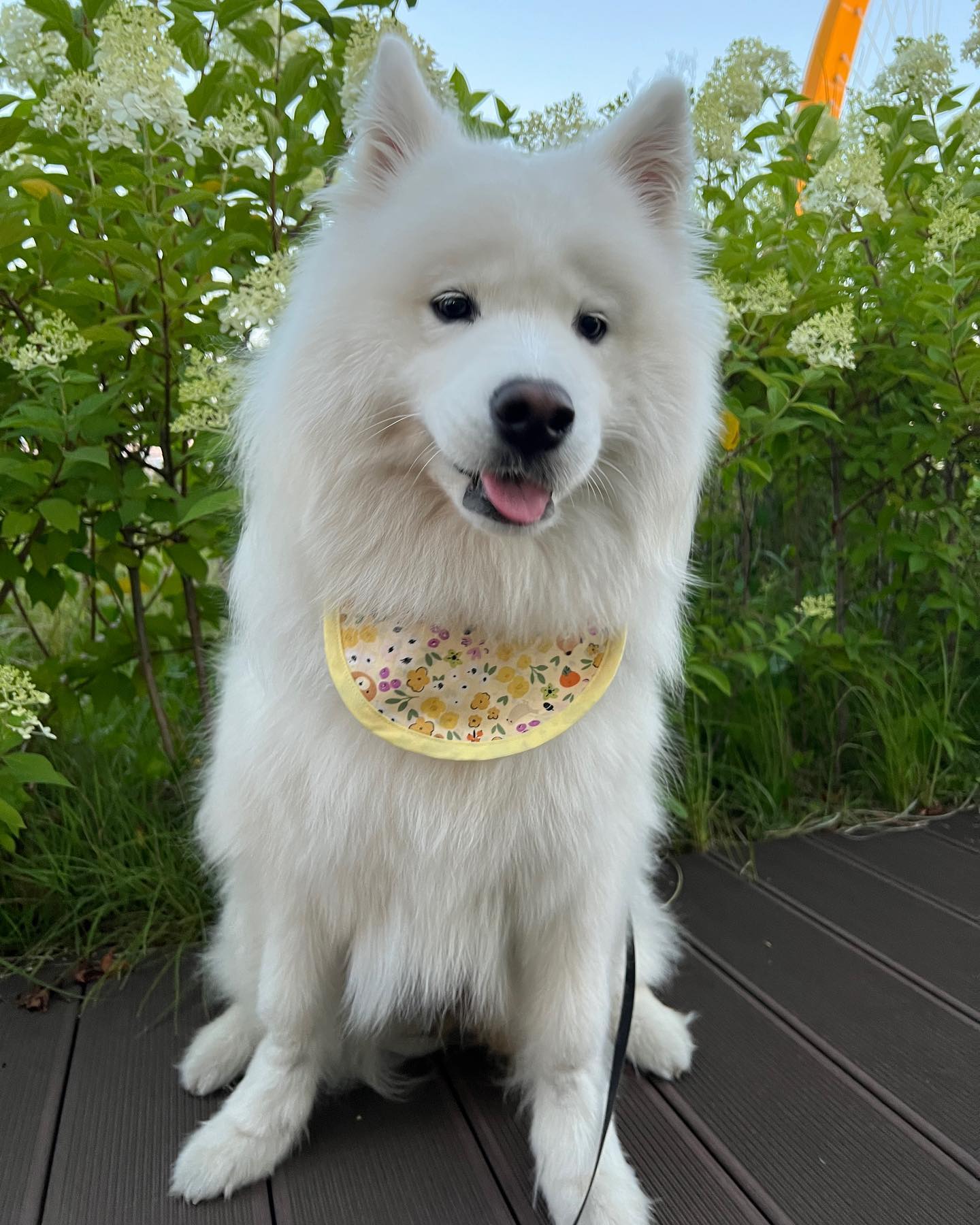 [ #협찬 ] 

귀여운 곰돌이가 그려진 노랭노랭한 케이프하고 나갔다왔지💛🐻💛

사람들이 엄머엄머!!! 귀엽다!! 해조서 으쓱! 해쩌🤭
비가 자꾸와서 한번밖에 못하구 나갔다왔지만🥺 
앞으로 ㄴㅐ 산책 필수템이 될거라구!!
 
🏷️ petchless_kr 
#펫치리스 #강아지케이프 #강아지악세사리 #케이프 #대형견케이프 #대형견산책 #산책악세사리 #귀여운케이프 #펫치리스케이프