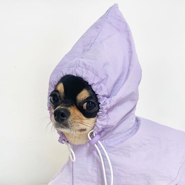 뚜니 on Instagram: "#협찬 신발이 이렇게 귀엽기 있기?💜 보라돌이 트롤 업그레이드 버전.2 보라색 신발까지 신어줘봤지요 :) 호다다 강아지 일회용 신발은 , 🪶 ‘1g의 가벼움’ 편안하고 가벼