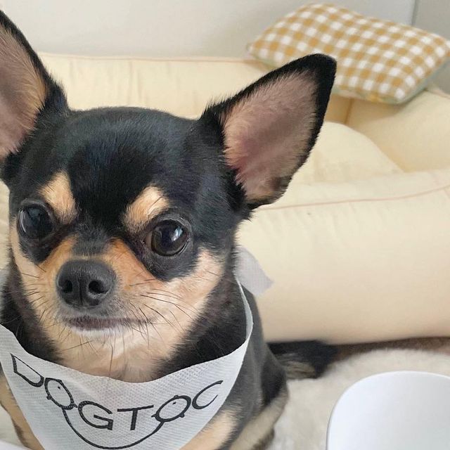 뚜니 on Instagram: "#협찬 얼른 맘마 안 채우고 뭐하는거지 •3•.. 독톡 O’U’ 식기로 편안하고 즐거운 맘마 시간 즐겨요🍽️ 귀여운 디자인 , 논슬립으로 흔들림 없는 편안함☁️ 체형에 맞