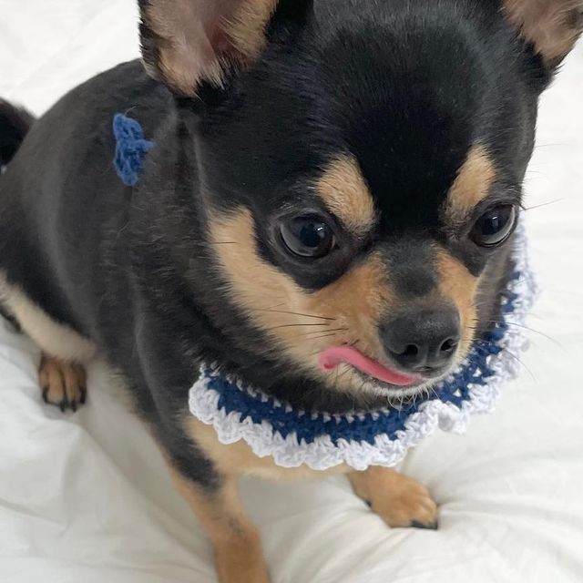 뚜니 on Instagram: "낼름을 멈출 수 없게 만드는 나의 J들••🧡 (빌리스벳만 보면 혓바닥이 뛰어) 장 건강 뼈 건강 근육 건강💩🦴💪🏻 한번에 챙기려면 프로바이트 J & 프로바이오틱스 J !