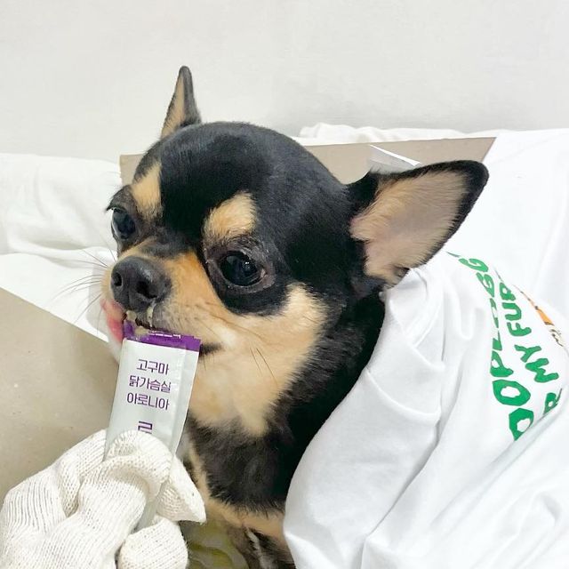 뚜니 on Instagram: "봄이다! 풉로깅하러 나가자🏃🏻‍♀️ 풉로깅이란? ‘Poop’ + ‘Plogging’ = 풉로깅!💩 치우고 싶은 산책 코스 “어디든지” 4/21~23 사이 “언제든지” 산책 나왔으니까 “30