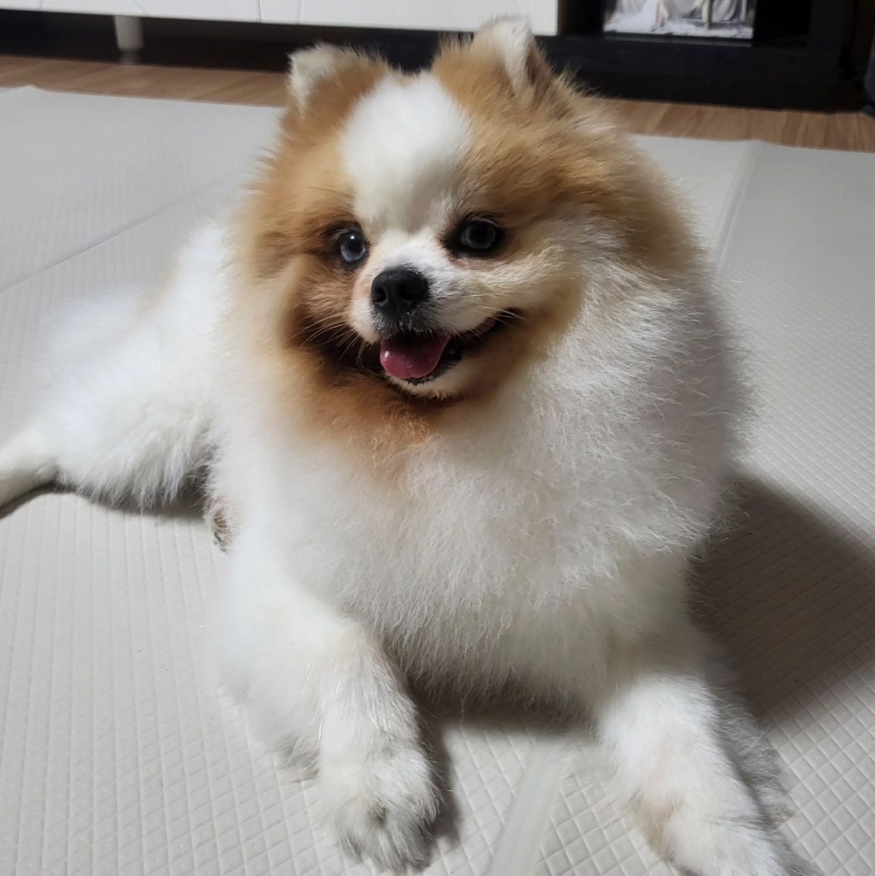 (협찬)강아지 여름철 털갈이 시즌~🐶

WAHL 홈그루밍 브러시
빗질 5단계 중 3단계로 관리해줬어요
<슬리커-> 디쉐더-> 더블 브레이크>

- 빗 속의 죽은 털제거도 간편함
- 빗이 단단하면서도 아프지않음 
- 세척이 편리함
- 미끄럽지않고 안정된 그립감
- 빗을 동안 편안한 모습 
- 마지막 사진은 산책 후 빗질 전 모습 

빗질 후에 보들보들 ~~ 
빗질 후 두콩이가 더 예뻐져서
빗질을 생활화하자고 다짐했어요 🩷