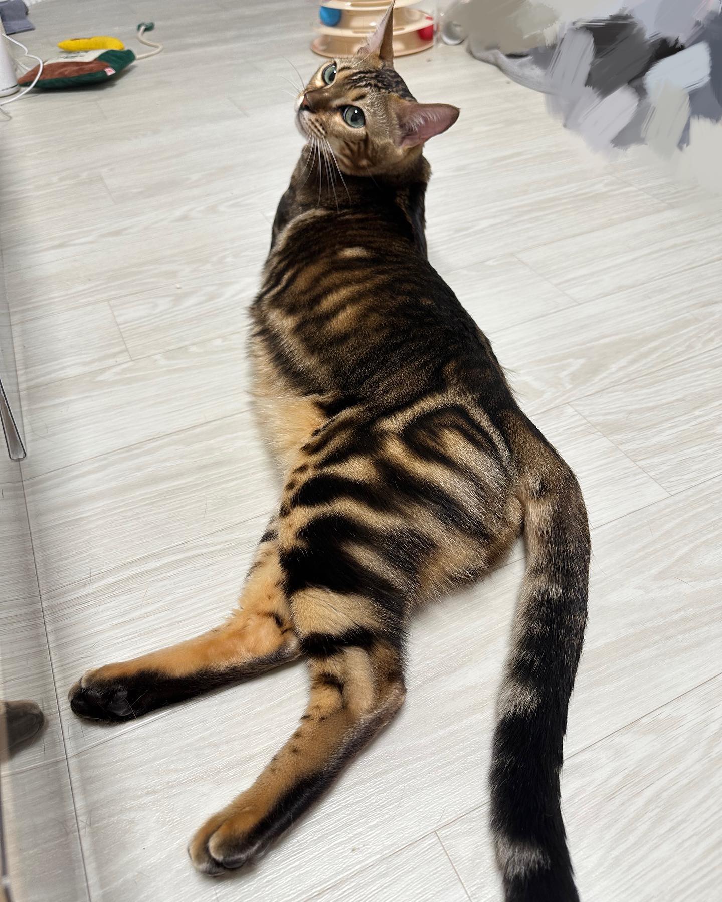 요염냥이