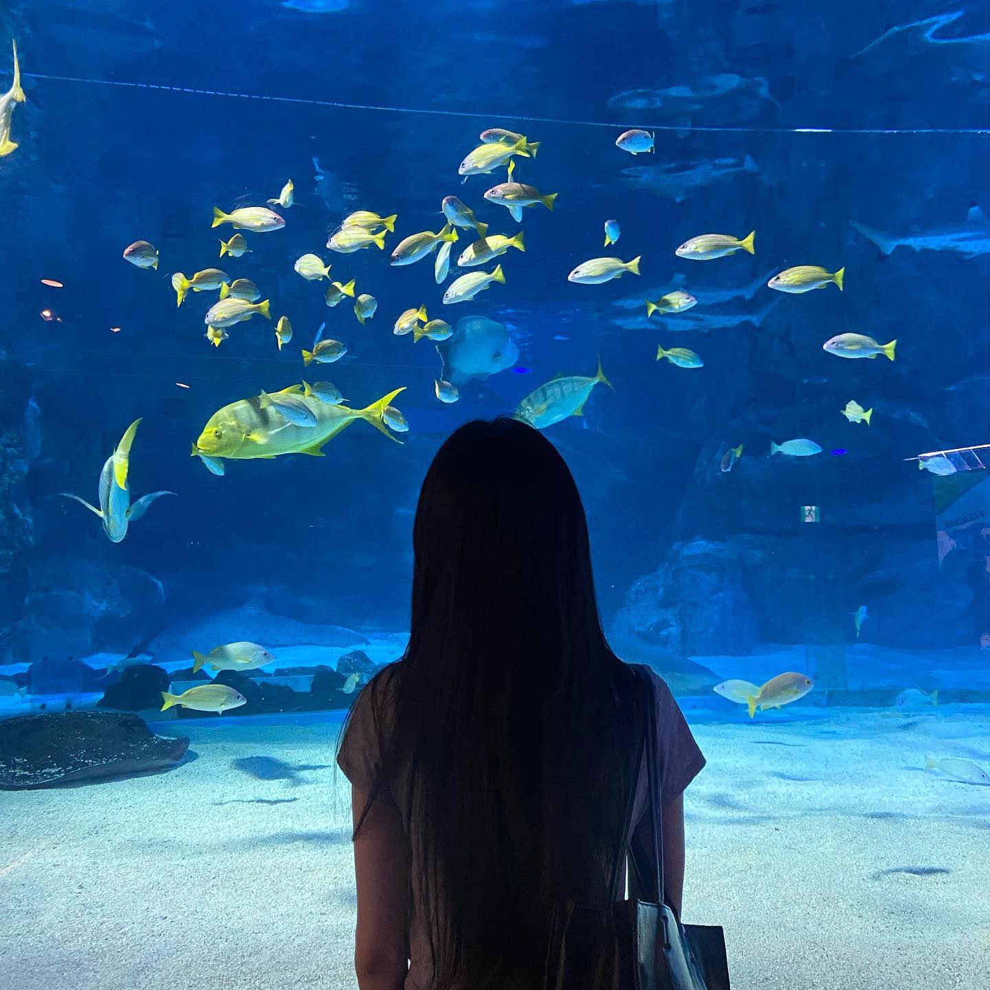 물고기 짱많아🐟

#코엑스 #코엑스아쿠아리움 #아쿠아리움