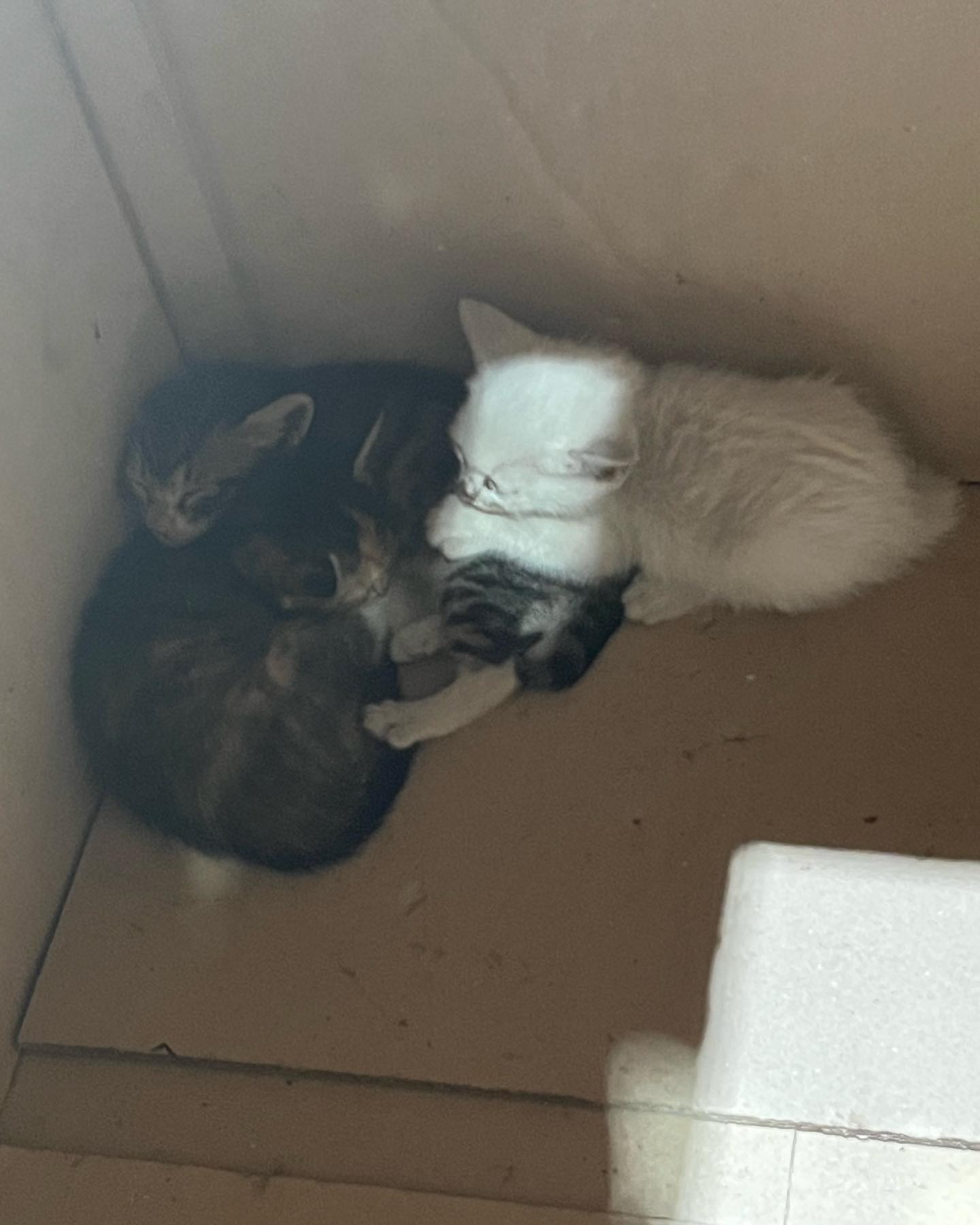 참치먹고 배부르니자네 
엄마올지도 몰라서 만져보지도못하고 눈으로 만보는중 ㅋㅋ
물릴까봐 만지지도못하지만 ㅋㅋㅋㅋㅋ