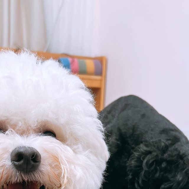 응애아기만두 on Instagram: "#광고 페런츠 더 맑은 루테인 ➰ 가수분해 원료0%, 영양제 성분 100% ➰100% 휴먼그레이드, 마리골드추출물루테인990mg, 10종 혼합 유산균 300억CPU ➰믿을 수 있는 전성분