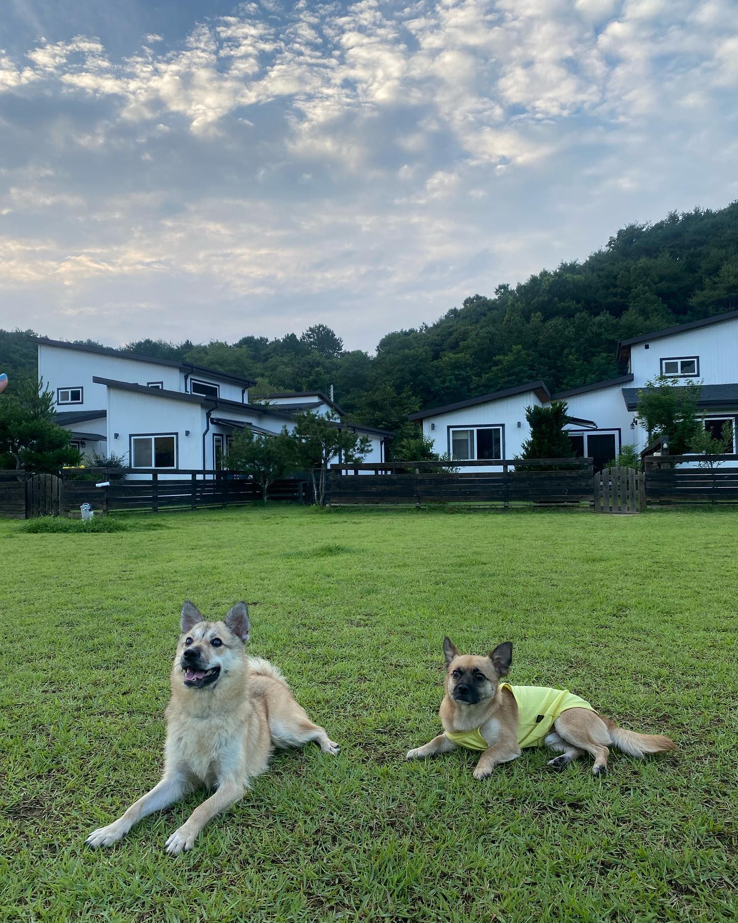 함께해서 더 즐거웠던 누렁즈들을 위한 여행!📸
너희들에게두 특별한 추억이 되었기를 바라🥰

#강아지여행 #반려견동반여행 #강아지펜션추천 #멍스타그램 #댕팔맞팔 #dog #dogstagram #cuties