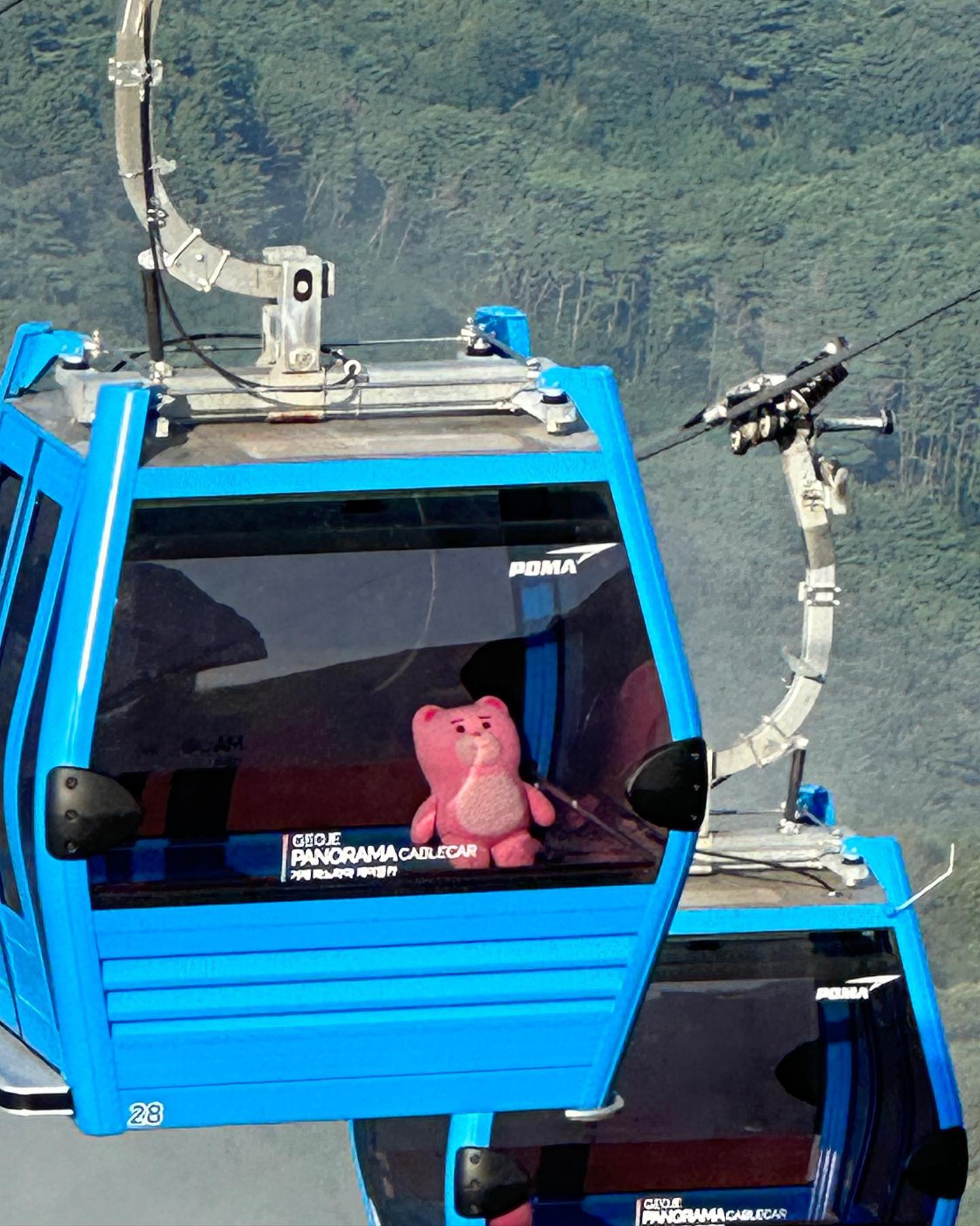🐻