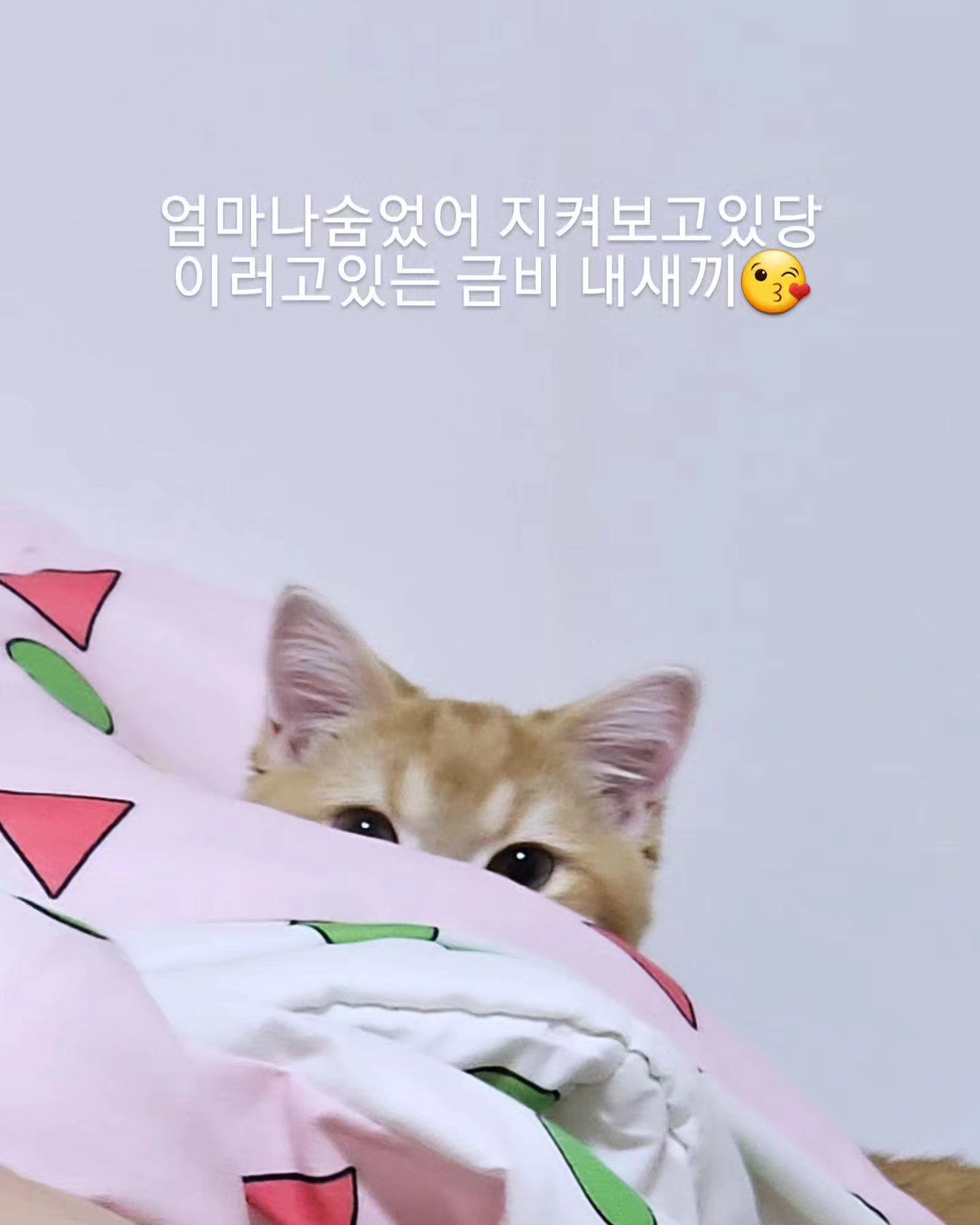 엄마 지켜보고있다 냐옹🐈🤣#집사 #냥스타그램#불토 #britishshorthaircats #cheesecat #인플루언서 #방송 #광고모델 #model #beauty #actor #웨딩모델 #cutecats #lovely #youtuber #ootd #협찬문의 #casting #cat