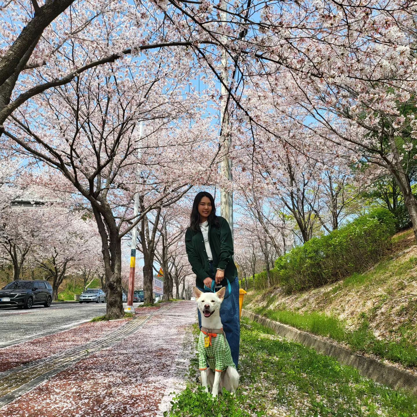 올 봄,
우연히 찾은 벚꽃 🌸 스팟에서 
귀염둥이랑 같이 사진찍기 완료 🖤❤️🖤❤️
꽃도 예쁘고 , 롱이도 귀엽고
히히 만조쿠 
.
.
#다죠이그램