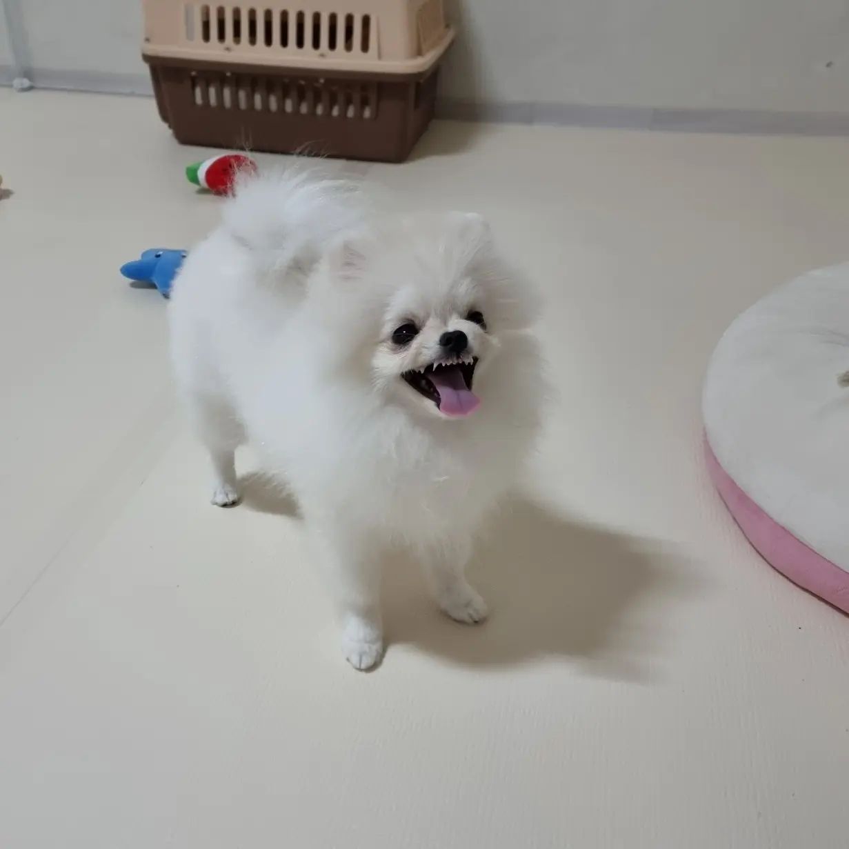 어휴 성질 ㅋㅋㅋㅋㅋ 😠😠

#멍스타그램 #멍팔맞팔 #멍멍이 #강아지일상 #강아지 #puppy
#댕댕이 #댕댕이그램 #댕댕이 #새끼강아지 #포메라니안 #포메
#포메라니안그램 #견스타그램 #멍스타그램 #팔로우 #cutepuppy
#귀여운강아지 #아기강아지 #멍멍이맞팔 #댕댕이 #댕팔 #좋아요