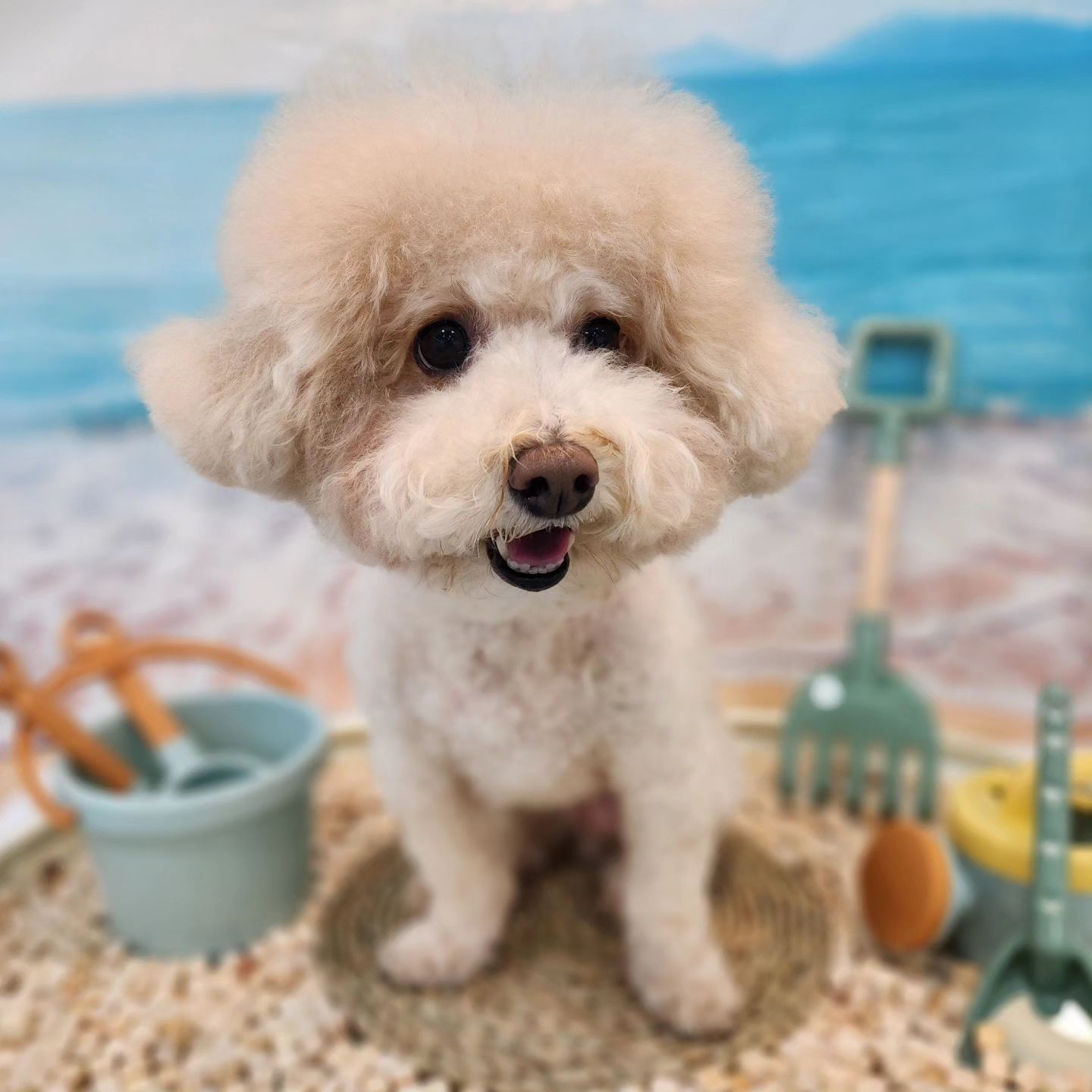 #퍼피가든 #휴가철 호텔 예약이 곧 마감되니 서둘러주세요🧚‍♀️ 저희는 정원제, 예약제로 운영되고 있어 마감 후에는 예약이 불가하거나 추가요금이 있어요🥺 신규 친구들은 저희가 성향을 파악하여 맞춤 케어가 가능하도록 꼭꼭 미리 상담 해주세요❤ 유선문의도 가능하지만 제가 100% 케어에 함께 하고있기 때문에 길게 통화하기가 어려울때가 많아요 문자로 연락주시면 예약 안내문자 발송해드리고 순차적으로 예약 도와드리겠습니다! 답이 느릴 수 있으니 여유롭게 예약 잡아주세요🙇‍♀️ 이번 여름에도 저희를 믿고 아이들을 맡겨주셔서 감사합니다 ㅡ원장 올림ㅡ
.
.
🌷가두지 않는 애견 유치원, 호텔
🌷24시간 선생님들과 함께해요
🌷9kg 미만 소형견 이용공간
🌷픽업/드랍/목욕/산책 서비스
호텔 유치원 문의는 01034331028
목욕 미용 문의는 01044951028
.
.
#김해 #유니멍 #장유애견호텔 #김해애견호텔 #진해애견호텔 #창원애견호텔 #24시간애견호텔 #김해강아지호텔 #dogsofinstagram #경남애견호텔 #장기위탁 #장유강아지호텔 #진영애견호텔 #대청동애견호텔 #부산애견호텔 #가두지않는애견호텔 #장유펫시터 #멍스타그램 #여름강아지 #김해강아지 #율하애견호텔 #젤미애견호텔 #장유대청계곡 #동읍애견호텔 #장유애견유치원 #장유애견미용실 #창원강아지호텔 #장유애견미용실추천