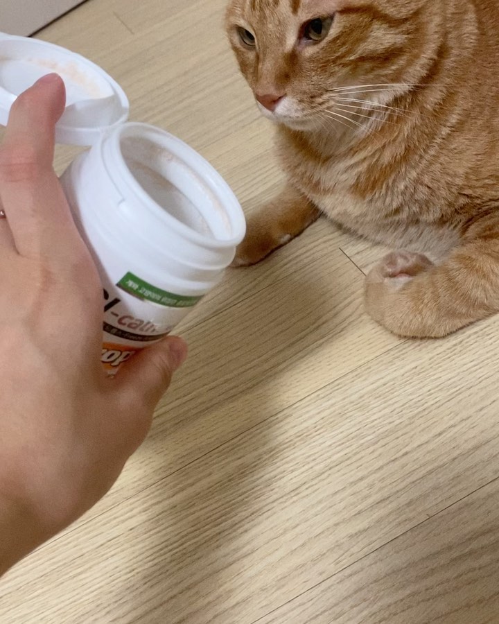 내 건강은 내가 지킨다옹….🐱

2월달부터4월말까지 계속 구토해서
IBD가진단 받고 5월6월말까지 스테로이드+바쏘드
먹이면서 테이퍼링중에 스테로이드는
부작용 걱정으로 끊고 7월달부터 바쏘드 먹이니깐
감쪽같이 구토가 사라졌어요 

*****

간식도못먹고. .
무슨 재미로 살아😞

#고양이 #고양이일상 #고양이그램 #고양이집사 
#고양이인스타그램 #고양이집사 #고양이영양제 
#길고양이 #외동묘 #다묘 #좋아요 #고양이친구