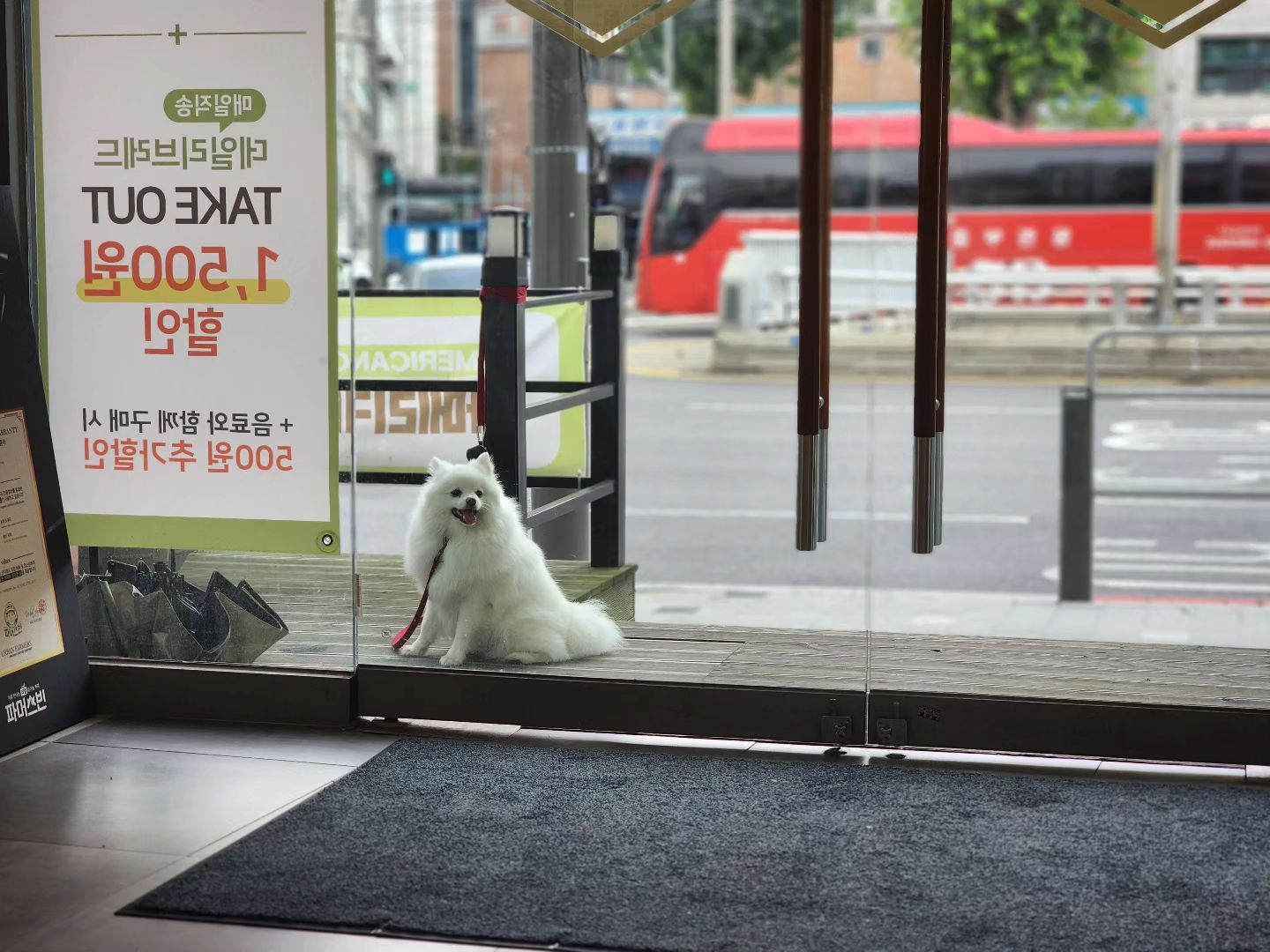 형아가 내꺼도 사서 나오겠지??
.
.
.
#미안해커피만샀어 #강아지꺼는없더라구
#스피츠 #폼피츠 #강아지 #겸이 #일상 #spitz #pompitz #dog #daily