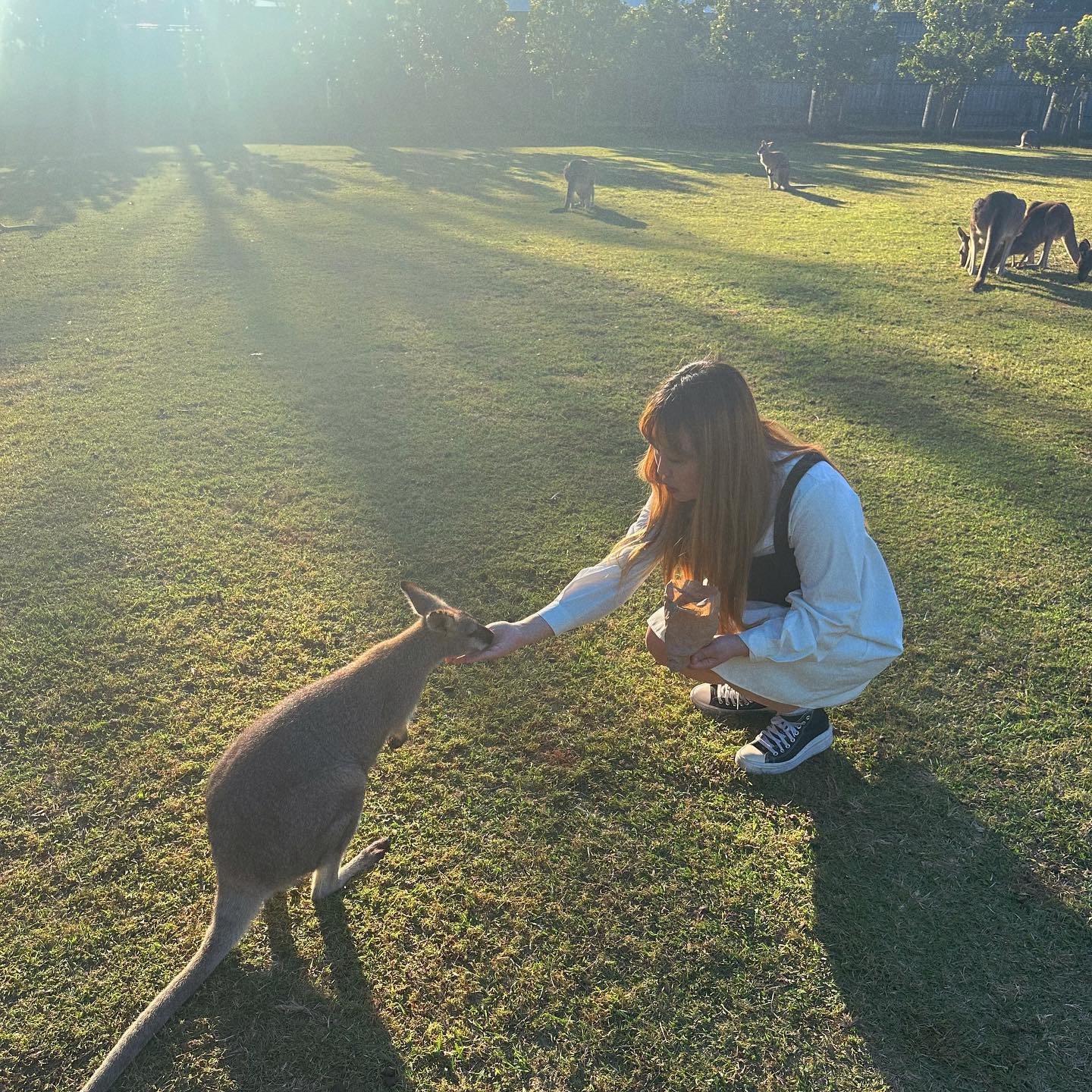 🦘🦘🦘🦘 
#lonepinekoalasanctuary