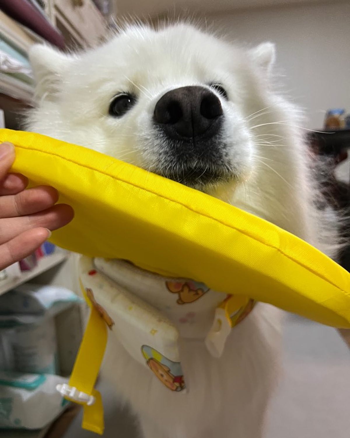 [ #광고 ]

빵구는 물을 진짜 무서워하거든요...ㅠㅠ
다른 강아지 친구들이 물에서 잘 노는거 보면 참 부럽더라구요
물에 뜨는게 어려운거같아서 구명조끼를 입혀서 수영장에 가보려고 합니다!!

수영장에서 대여해주는 구명조끼는 무슨 빨강파랑.. 촌스러운것들이더라구요...?
빵구가 사용해본 위니즈 강아지 구명조끼는 세상 귀염뽀짝한 프ㄹ니팅이 되어있어서 넘 좋았어요!!

- 100% 국내 생산으로 품질은 말할것도 없지용 ㅎㅅㅎ

-턱쪽에  넉넉한 턱받침이 있는데 탈부착이 가능해요
빵구처럼 수영 시 물을 왕창 먹는 친구들은 턱받이 해주면 엄청 편할거같아요~

- 등쪽에 손잡이가 있어서 비상 상황에서 끌어 올릴 수 있게 되어있어요

- 다용도 D링이 부착되어있어서 리드줄을 걸어 사용할 수 있구요
( 수영장 안에서 리드줄 착용 필요 시 편리할 듯 )

- 시원한 매쉬 안감을 사용해서 가볍고 쾌적하게 사용 가능!

- 고급 벨크로가 있어서 버클에 털 낌 방지 가능, 이중으로 사이즈 조절 가능한 버클까지 있어서 벗겨질 염려 없움!!

🏷️ naibmall 
#강아지물놀이 #강아지수영 #강아지물놀이용품 #강아지필수템
#애견수영 #반려견수영 #애견용품 #반려견용품 #반려동물용품 #반려견물놀이 #애견물놀이 #대형견구명조끼
#강아지구명조끼 #위니즈구명조끼 #위니즈 #애견구명조끼 #강아지수영복