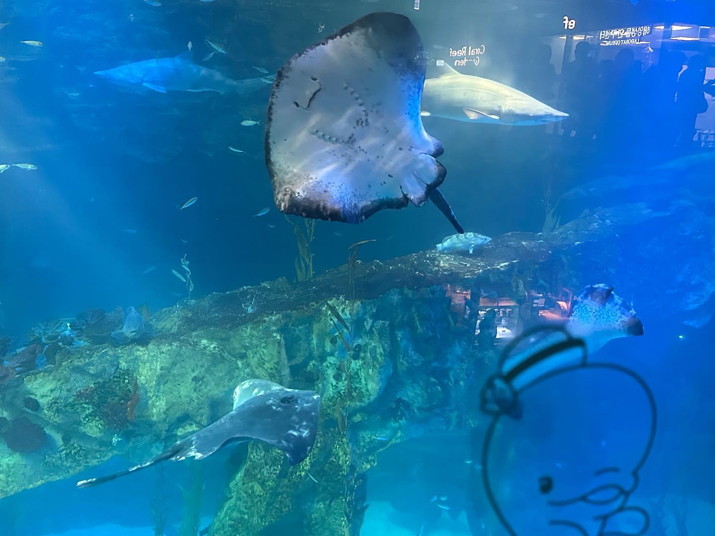 휴가철 맞은 #롯데월드아쿠아리움 🐠🐟
사람들 많았지만 그래도 꿋꿋하게 다녀왔다.☺️
가오리, 벨루가도 보고 펭귄, 물개
다 눈에 담고 왔다 🐧🦭💖
힐링하고 다리 앓은 날 

#잠실갈만한곳
#잠실데이트코스 
#아쿠아리움 
#가족나들이추천