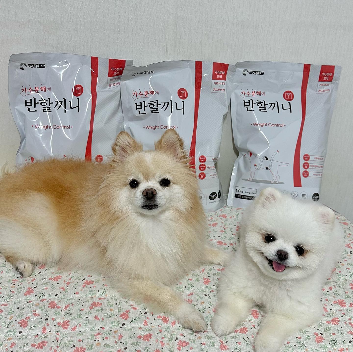 #협찬 #제품제공
국개대표 반할끼니 8주간 급여해봤어요😎

열심히 먹여봤고 기호성이 좋으니
먹이기 힘들지 않아서 편했어요 (´▽｀)

🩵 반할끼니 가수분해 사료 다이어트 🩵

두부는 먹기전 몸무게가 4kg ->
8주간 급여 후 에는 3.7~3.8kg
왔다갔다 하고 있답니다

간식은 급여중인데 간식을 급여하지 않았다면
확실히 살이 더 빠졌을 듯 해요 !
3.5kg이 목표인데 앞으로 더더욱 노력해보겠습니당

참고로 두부 눈물 자국은 조금 연해졌어요 
눈물은 흐르지만 자국이 남지 않고
그대로 깨끗하게 흐릅니다 ㅎㅎ

콩이도 급 살이 쪄서 두부 먹일 때 같이 급여했는데
몸무게가 1.9kg -> 1.7kg 됐어요

콩이는 수술을 위해 찌운거라
다시 원래대로 빼려고 1.5kg이 목표랍니다 !

둘이 다이어트 점점 잘되가는거 같아서 뿌듯하네요
앞으로도 계속 잘 먹여보겠슴댜 😊
 
 
 
🏷️ coreadog
 
 
 
#국개대표 #국개대표사료 #반할끼니 #가수분해사료 #강아지사료 #강아지밥 #강아지사료추천 #강아지다이어트사료 #강아지다이어트 #강아지알러지 #강아지알러지사료 #선팔 #맞팔 #좋반 #좋아요 #좋아요반사 #좋테