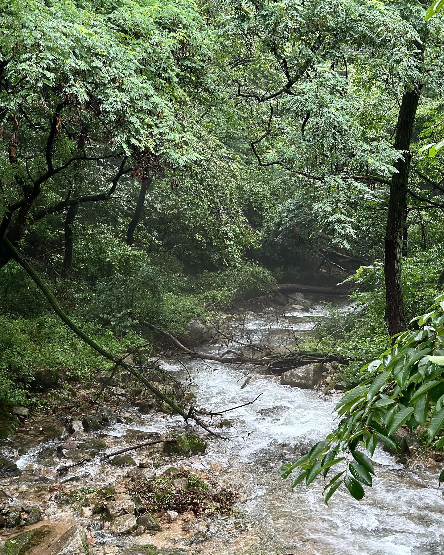 2023.07월 중순까지🌲
1-2. 우이동 계곡 비오는 날 가면 진짜 몽환그잡채, 아가랑 가면 장난감 항시주의.. 안개속으로 사라지는 너낌+주워오기 힘듬
3-4. 솜사탕 저번주가 마지막이라 했건만 삐죽삐죽 늘이언니
5-6. 제주도 할부지가 사주신 화장대, 알록달록 플라스틱 이제 그만!을 외쳤지만, 무려 헬로키티와 핑크의 조합, 아기자기한 소품. 역시 실용적인 건 무시 못한다. 그리고 그녀 너무 좋아함! 꾸밈은 본능!
7. 박물관에서 배고픔에 지쳐 엄마랑 베이글 나눠먹고 행벅🥯
8. 큰 낙엽주워 주르핑 흉내
9. 친구 버블건 빌려 공격하는 늘.. 역시 친구꺼 빌려 잠깐 노는게 재미지다. 사진만봐도 꺄르르꺄르르 소리 자동재생! 
10. 본인을 굉장히 귀여워하는 깜찍좌 로지🤍

모아놓으니 귀여운 내새끼들 모음집📚