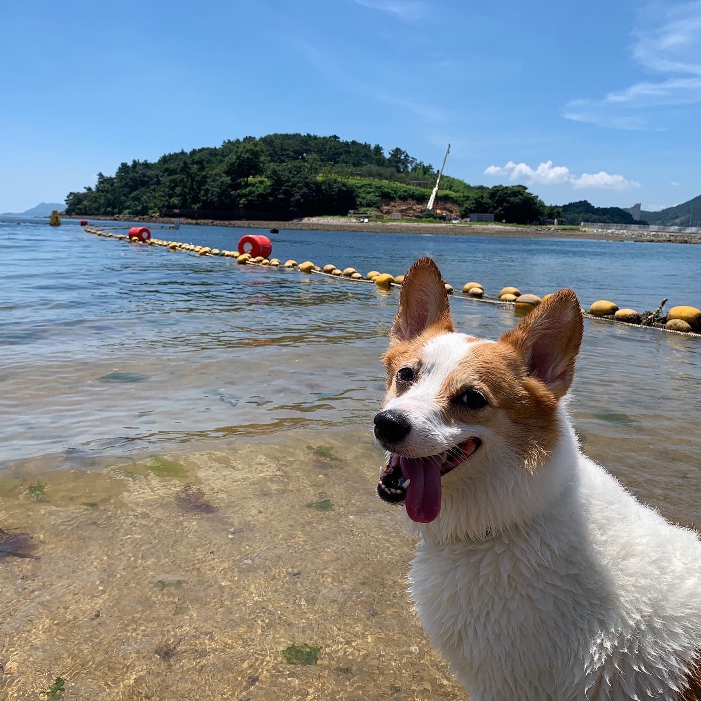 여수 놀러왔다개! 히히 여수 바닷가로😍
-다온

Off to the beach we go~🏖

.
.
.

#웰시코기#웰시코기다온#코기그램#멍스타그램#펫스타그램#개스타그램#반려견#개린이#여수#해수욕장
#daonthecorgi #dogsofinstagram #corgicommunity #corgination #corgisofinstagram #hugcorgi #daily #corgi  #dogoftheday #barked #doggo #myfavcorgi #swim