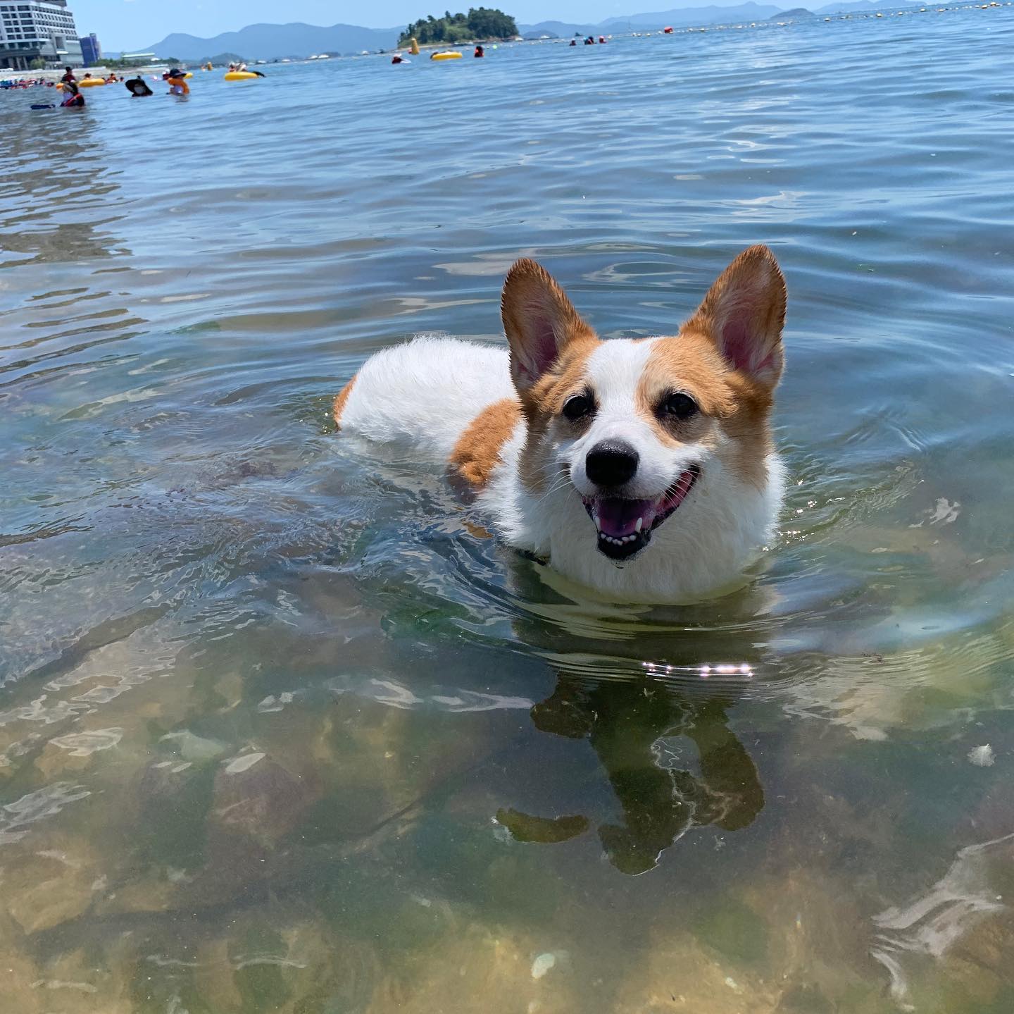 여수바닷가와 사랑에 빠진 다오니🌊😍

Daon the swimming corgi aka butt floating seal🦭 

.
.
.

#웰시코기#웰시코기다온#코기그램#멍스타그램#펫스타그램#개스타그램#반려견#개린이#여수#해수욕장#물개
#daonthecorgi #dogsofinstagram #corgicommunity #corgination #corgisofinstagram #hugcorgi #daily #corgi  #dogoftheday #barked #doggo #myfavcorgi #swim #seal