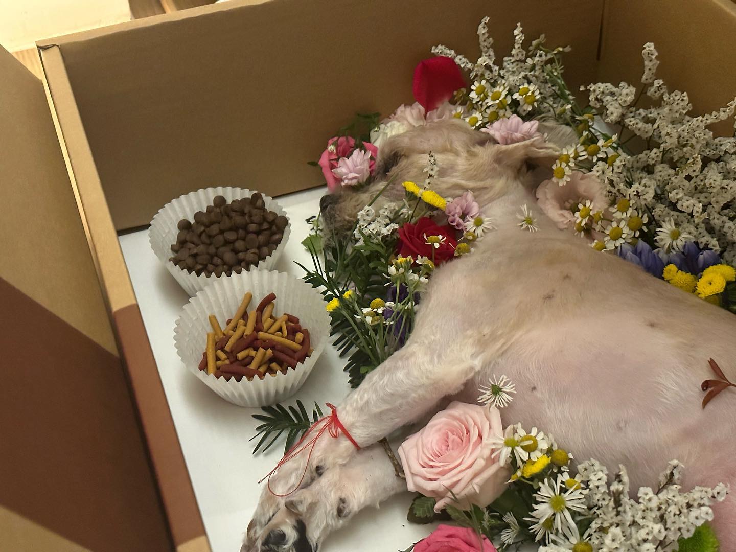 장례 잘 마쳤습니다 
잘 가, 돌아.
다음에 또 놀자.