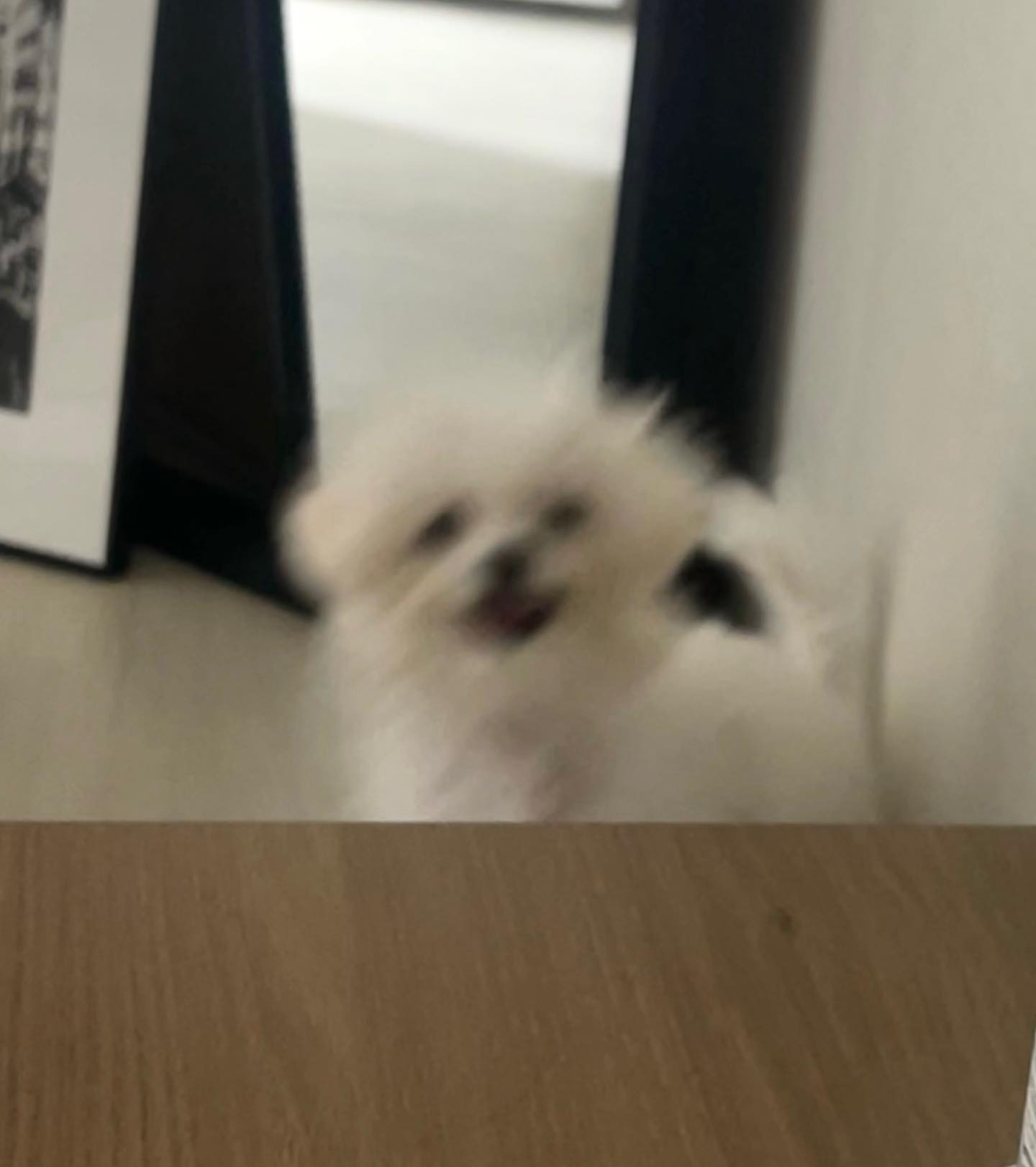 신난 싱글벙글씨🐶