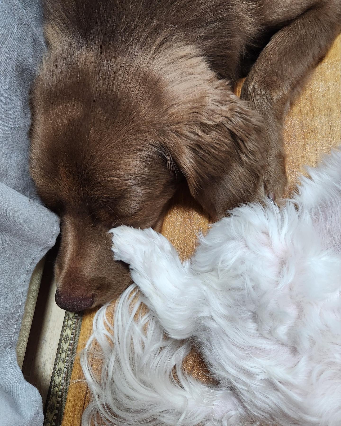 꼬순내 맡으면서 자네