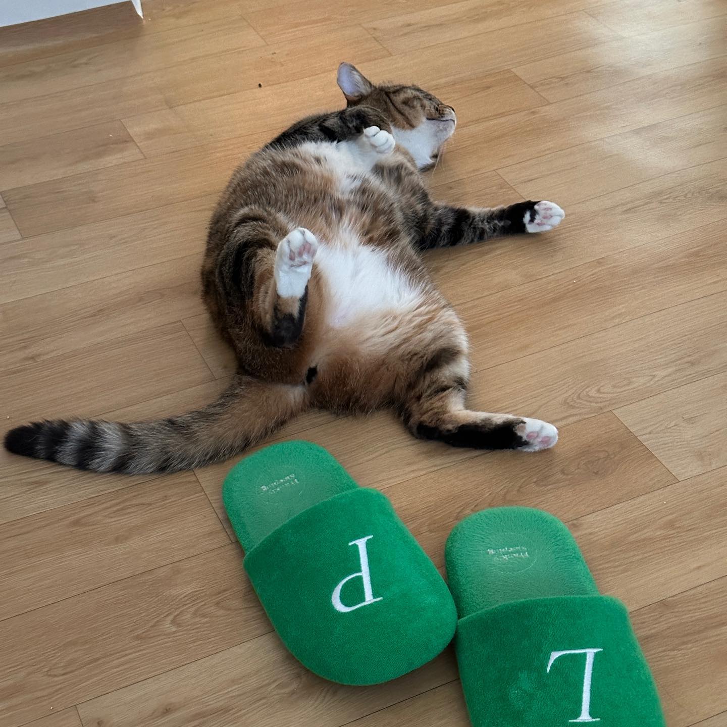 #worldcatday 

내 비타민 ✨💭💫