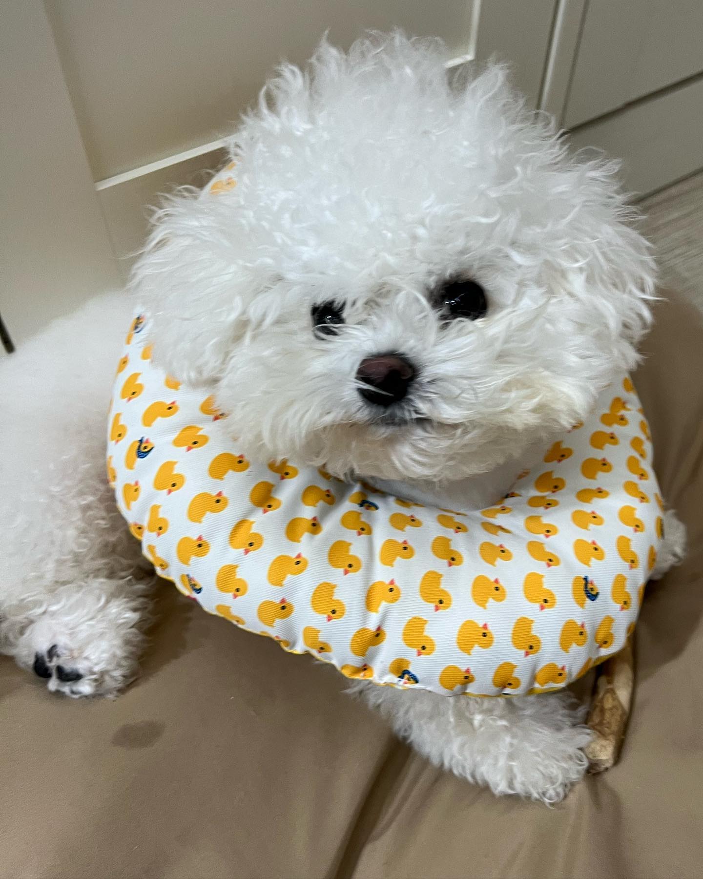 병원서 비숑병 걸렸다는 롱이 🤣

비숑들이 자주 걸려서 
비숑병이래요🥲

피부 딱쟁이 때문에 빗질도 못해서 
꼬질꼬질 

그래도 물만두 같아서 귀여워🫶
