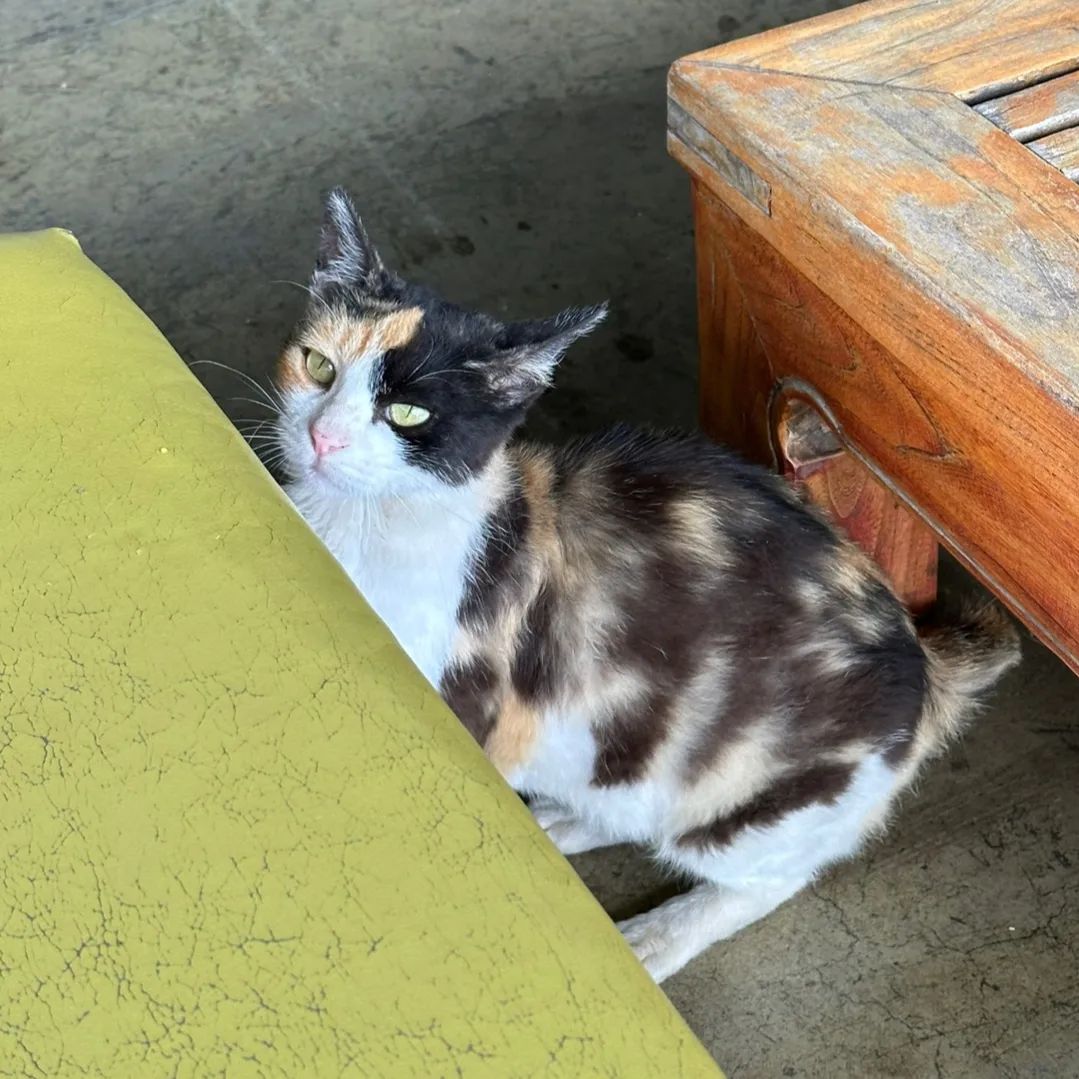 고먐미🐱