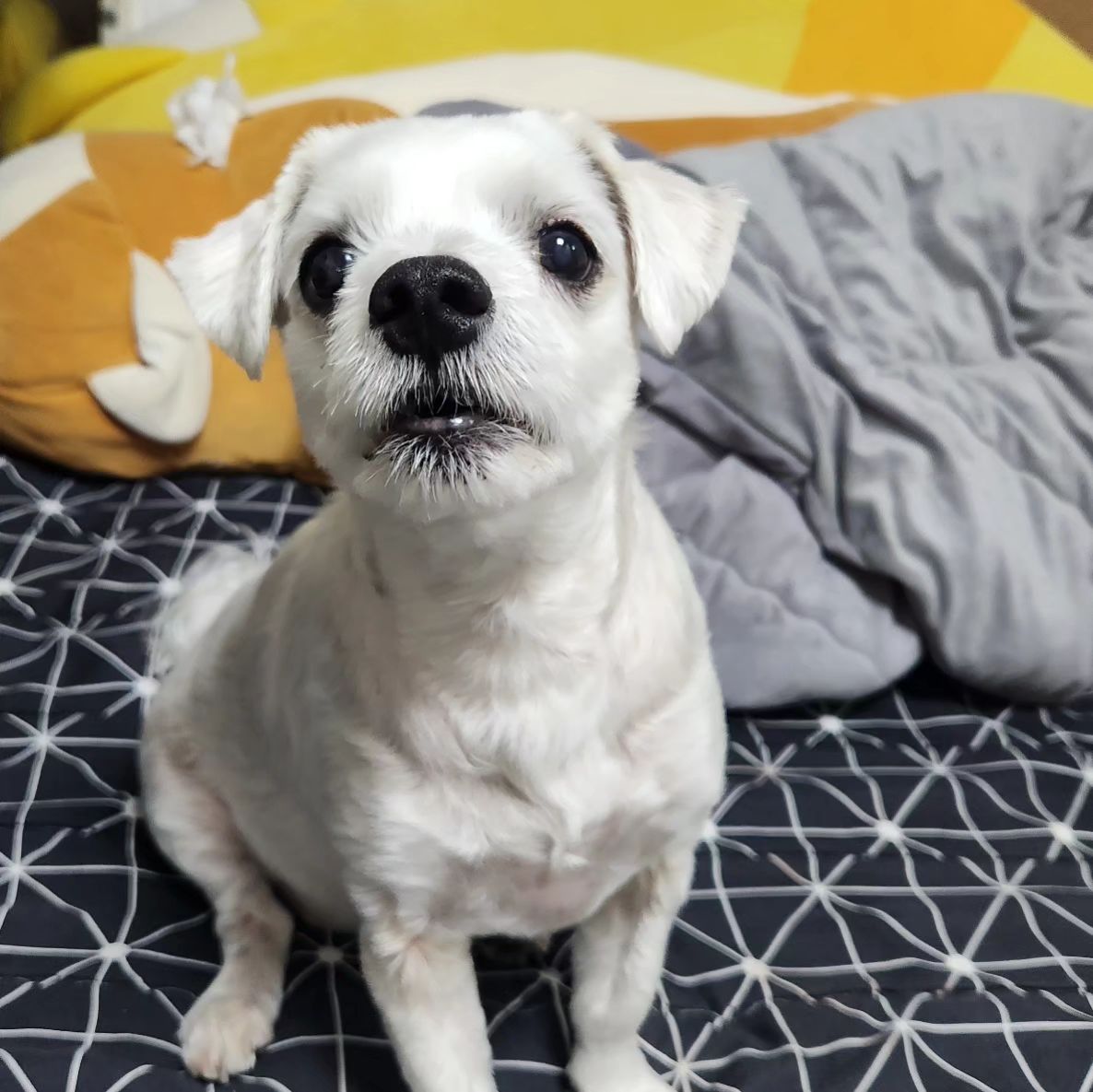 양배추 내놔라 주인놈아🐶
.
.
.
.
.
.
.
.
#인형뜯어놓고#양배추먹는강아지#야채먹는강아지#양배추asmr#말티즈그램🐶#짜미그램#애견#애견인소통#❤️🧡💛💚