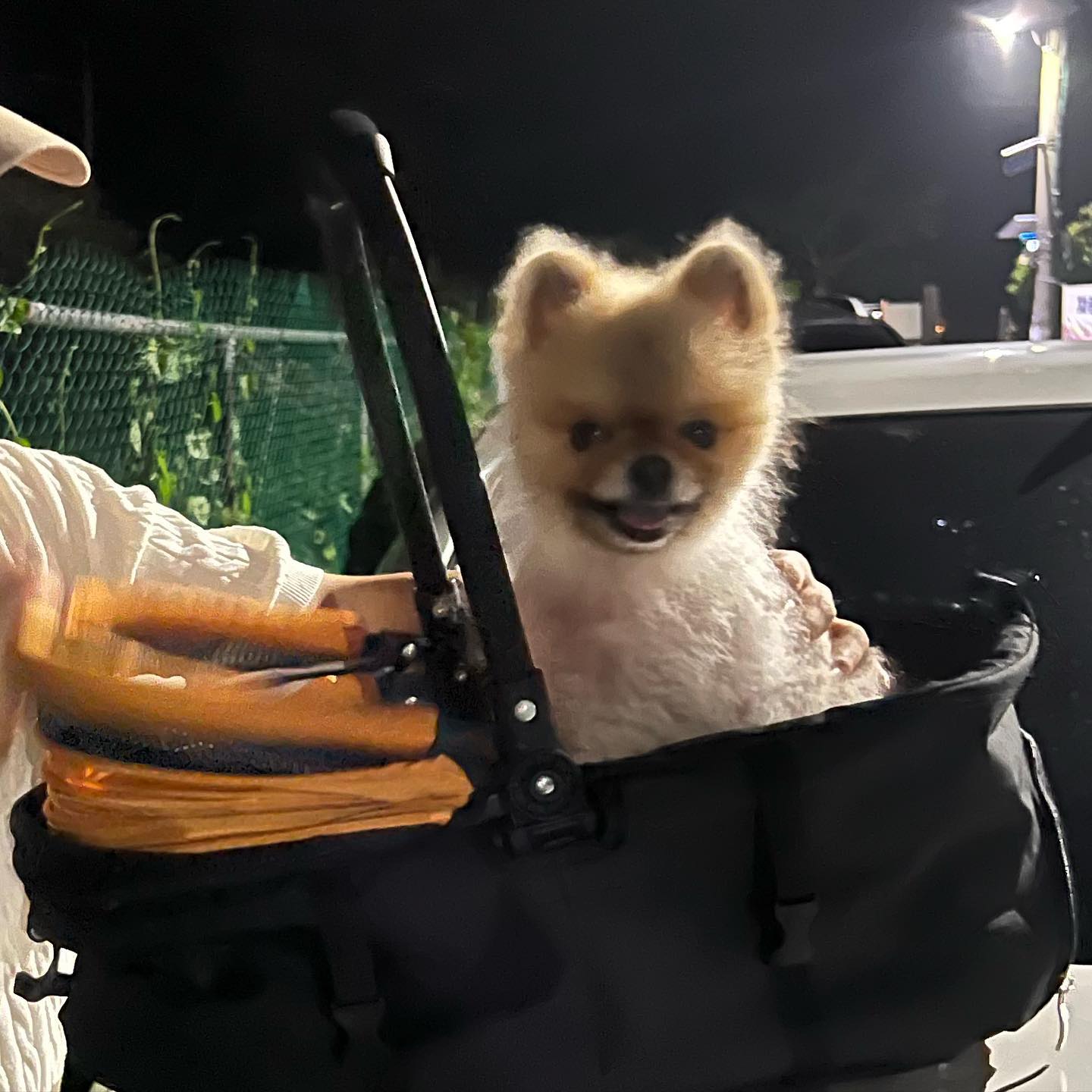 엄마가 개모차도 선물해줌💛🖤
+근데 엉아가 자꾸 날 버리려해🙁