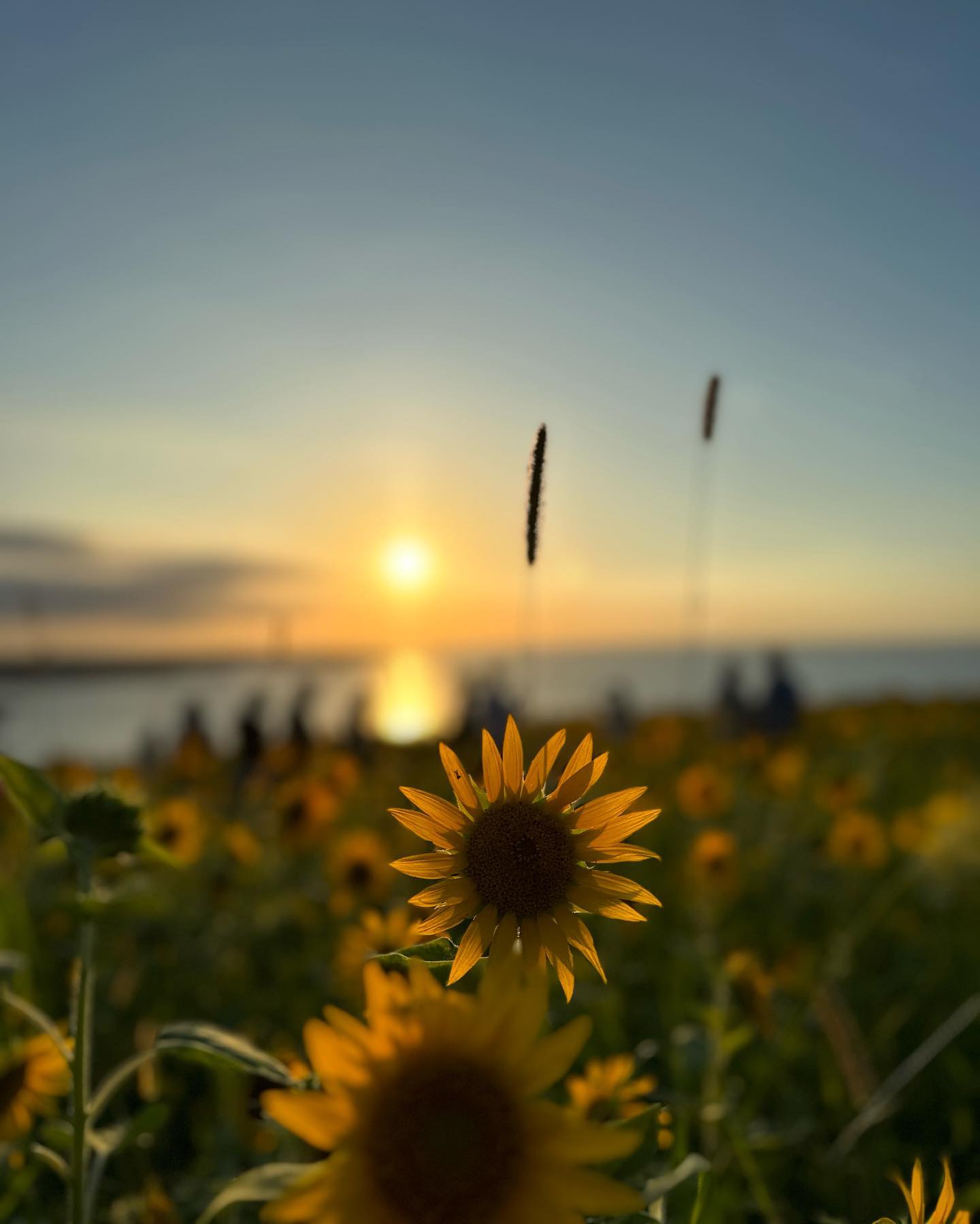 등돌린 해바라기🌻
#서우봉