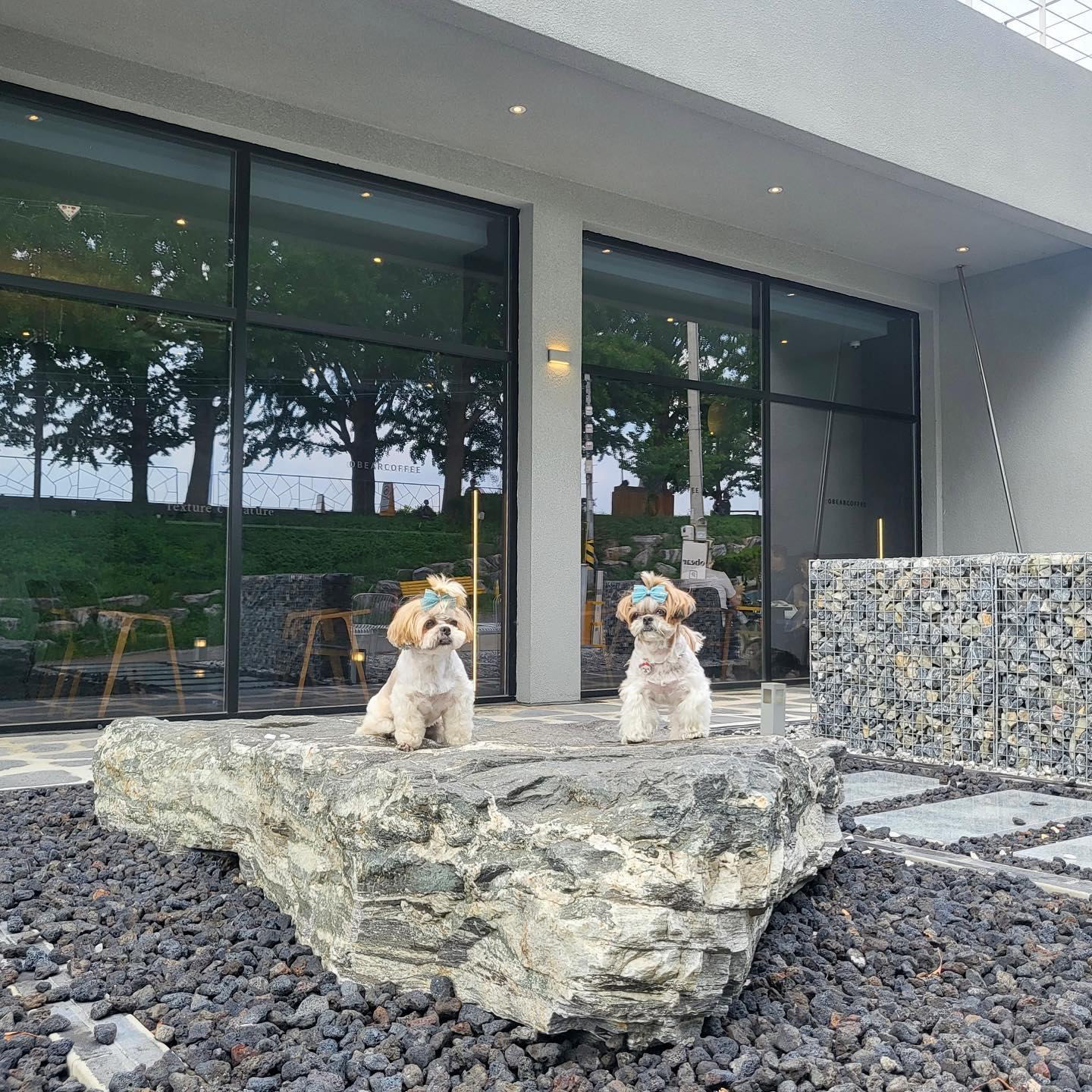 곡교천가서 산책하고 콩이랑 카페가기 🩵

울애기덜 너무 예뻐서 뽀뽀 백만번 마려웠지만 참아따 🥹

매번 급약속으로 만나는데 그래서 더 재밌나 ? 😝 웃음이 끊이질 않아 ,, 넘 행복 🤍🤍