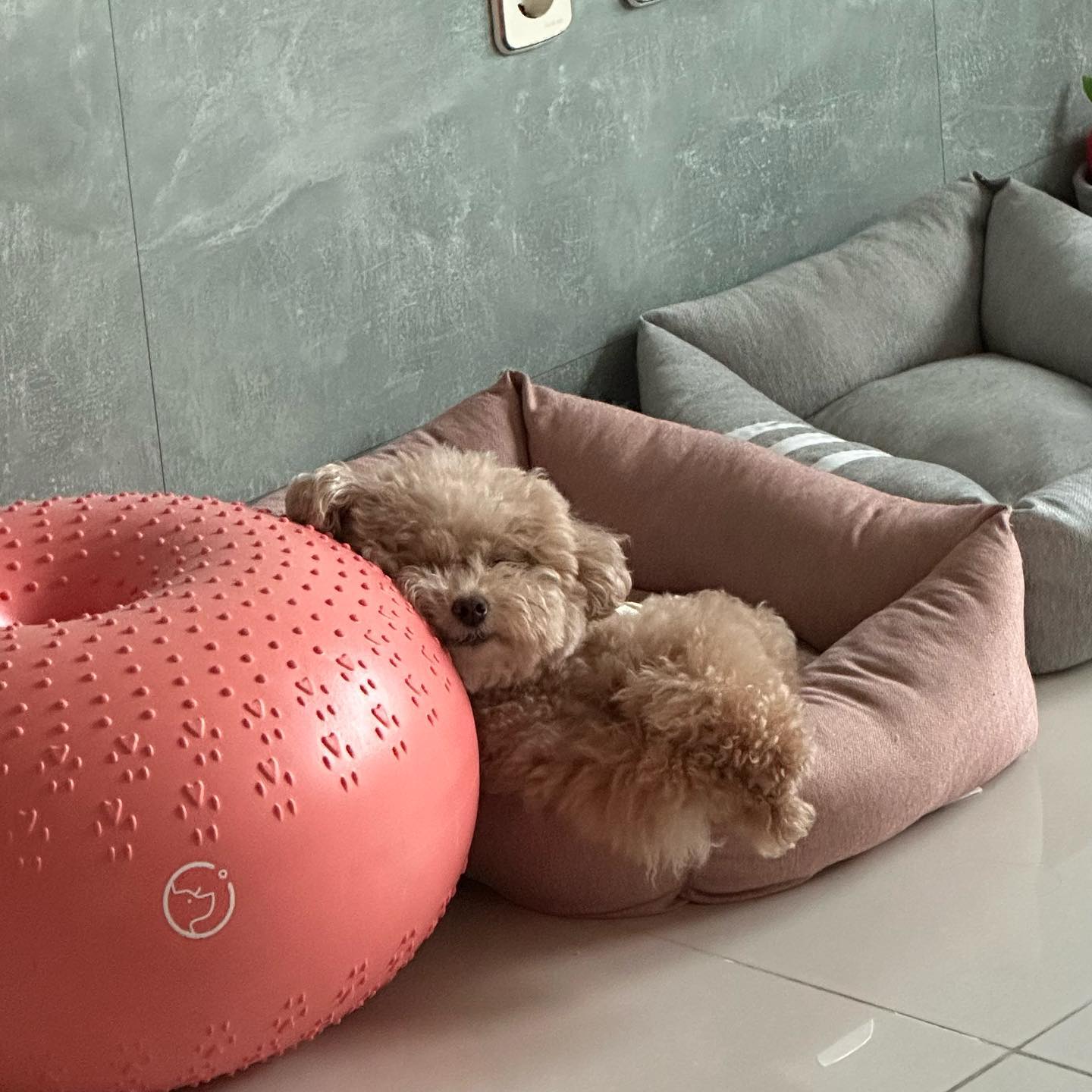 이게 이러라고 산 짐볼이 아닐텐데?