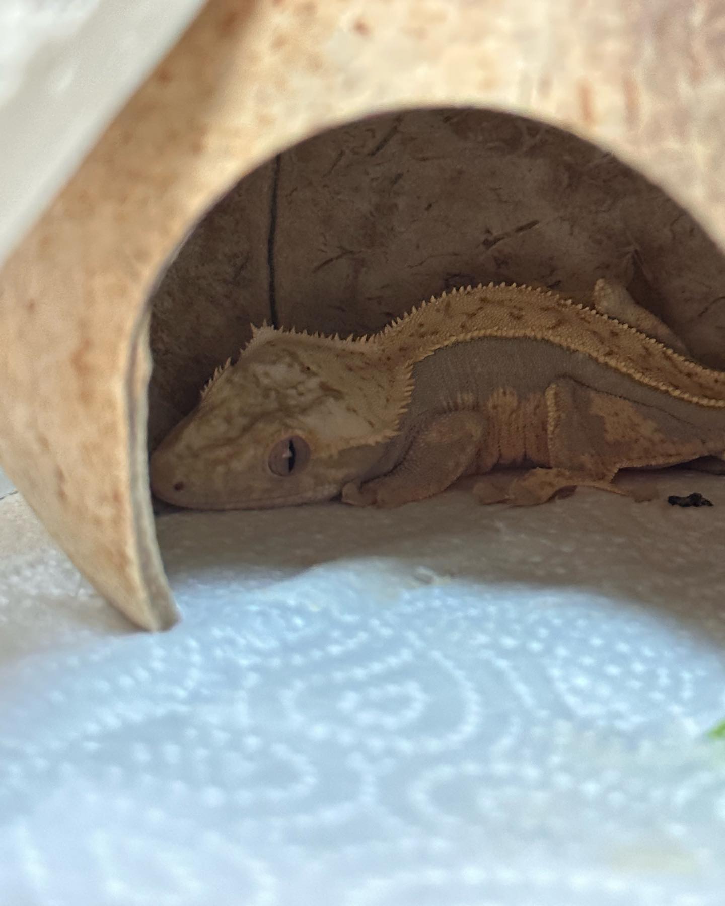 8월 14일 오늘은 세계도마뱀의 날! 🦎💚
귀엽고 사랑스러운 도마뱀 그리고 파충류들이 생명임을 자각하는 사람들이 늘어나길
돈벌이 수단이 아니라 반려동물로 인식돼서 오래오래 건강하게 살아가는 크레가 가득 했으면 좋겠다
우리집 크롱 롱롱 대롱이도 건강하고 행복하자 🫶🏻
