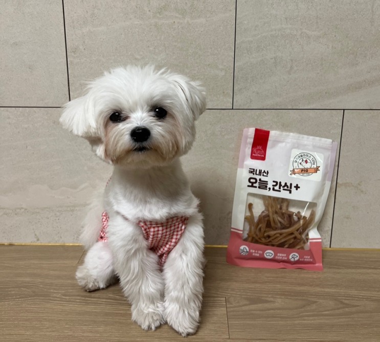 [강아지/간식] 로얄펫라이프 반려견 오늘간식 국내산 돼지 귀 한달동안 먹인 후기 두부한테 기호성 최고