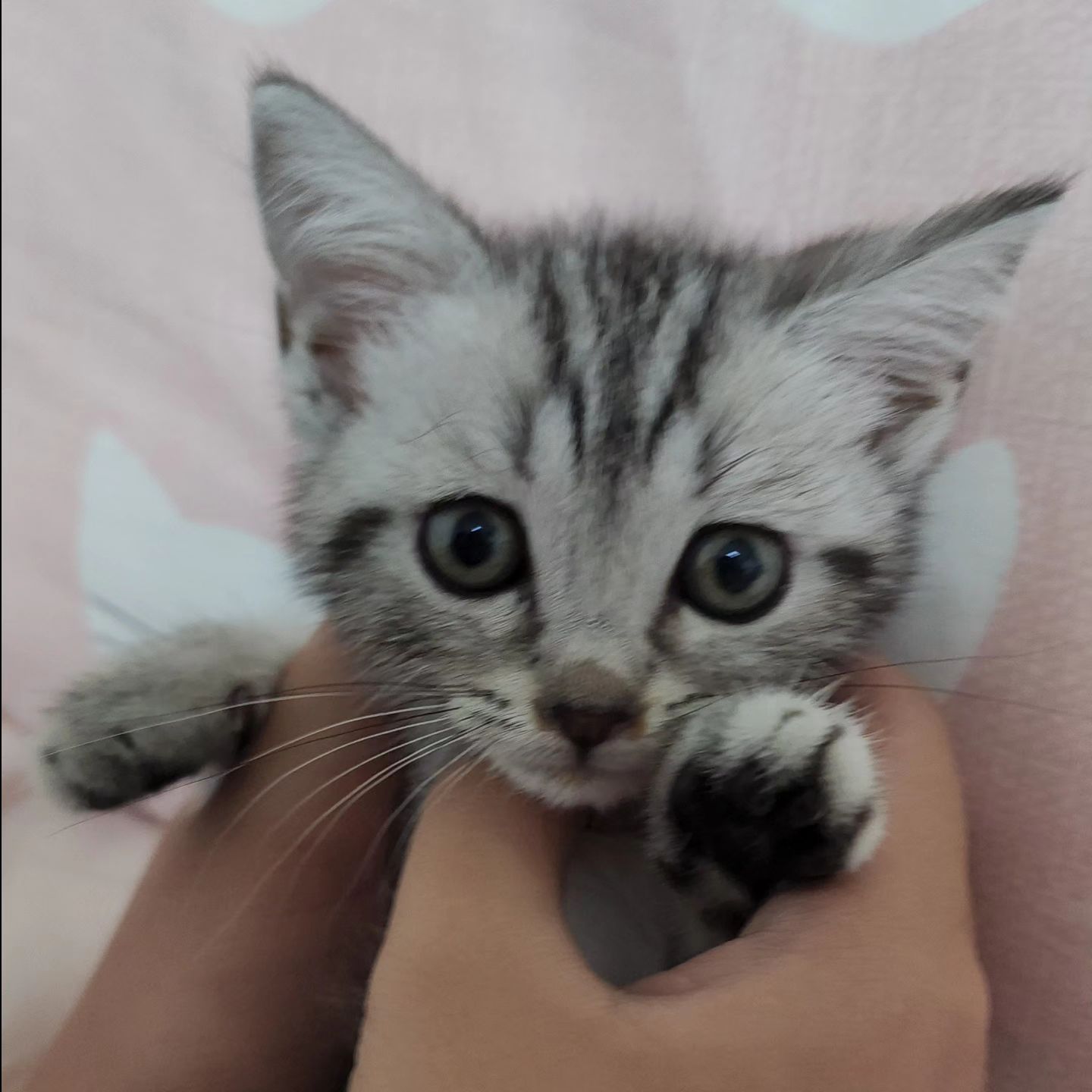 #쿠키 #고양이 #기침 #재채기
#콧물 

울집 쿠키가 
재채기가...

병원에 가야하나요?

집사노릇 첨이라 
모르는게 많아요