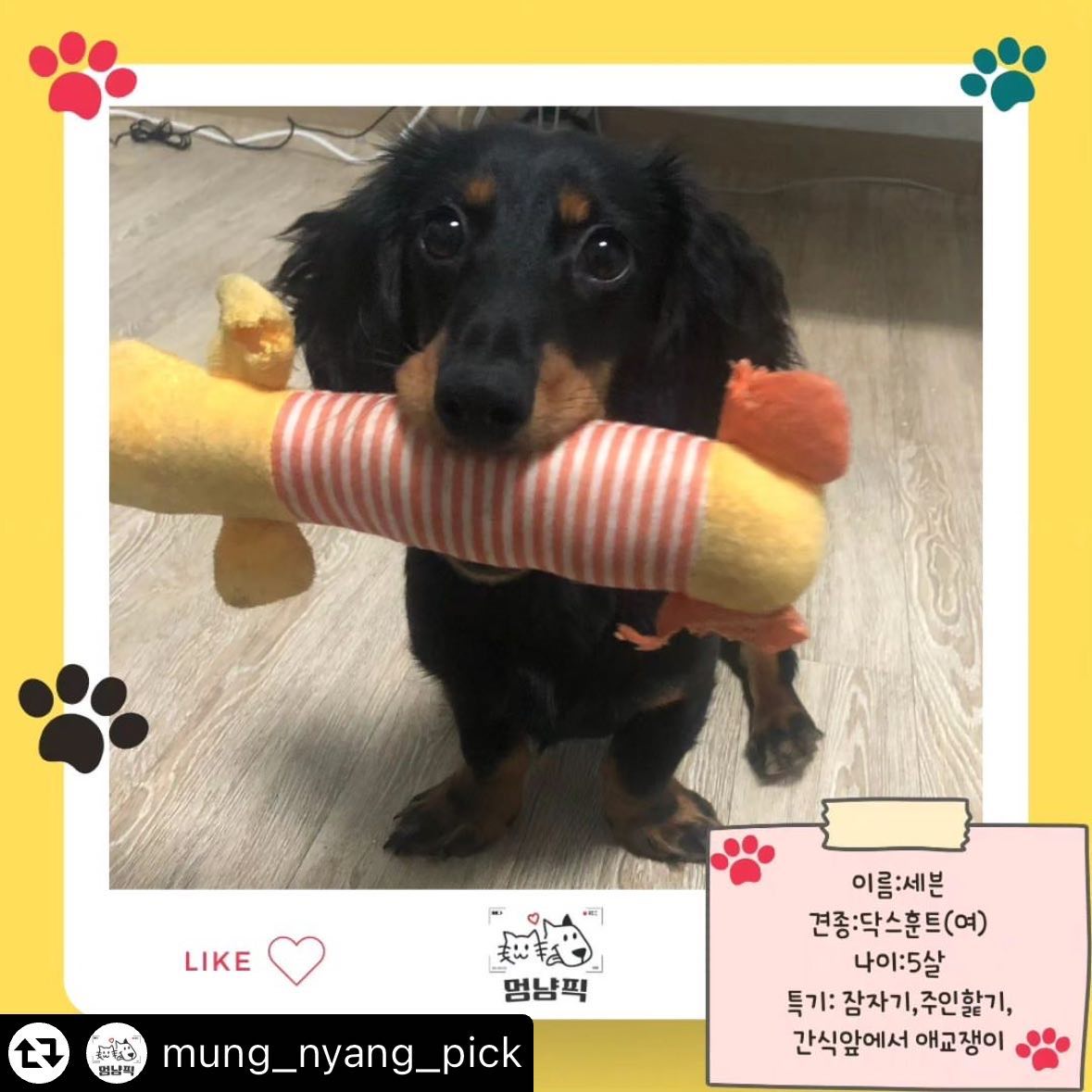 mung_nyang_pick by
우리쎄븐이 오늘의 멍냥픽에 나와찌롱🐶

#멍냥픽#오늘의멍냥픽#내멍냥이를소개합니다#멍멍이#냥냥이#야옹이#멈무#애옹이#닥스훈트