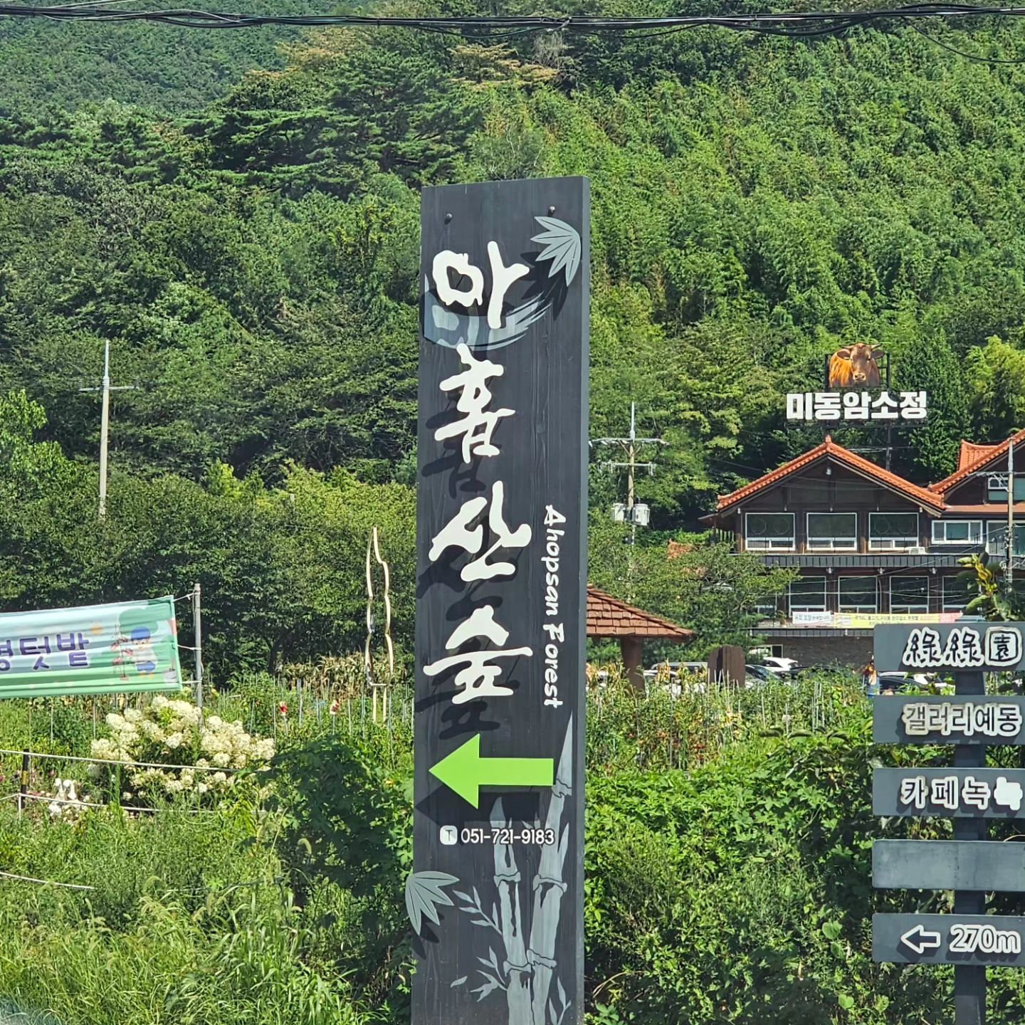 아홉산숲은 기장군에 위치한 멋진 숲입니다. 문중의 사유지를 개방한 곳으로 입장료는 5천원입니다. 이곳에서는 꽤 멋진 금강송과 대나무숲을 볼 수 있구요. 마치 거북이 등껍질을 닮았다는 '구갑죽'을 볼 수 있습니다. 슬리퍼신고 둘러보실곳은 아니니까 운동화신고 가세요..

#아홉산숲 #기장가볼만한곳 #기장여행 #구갑죽 #부산여행지 #부산숲체험