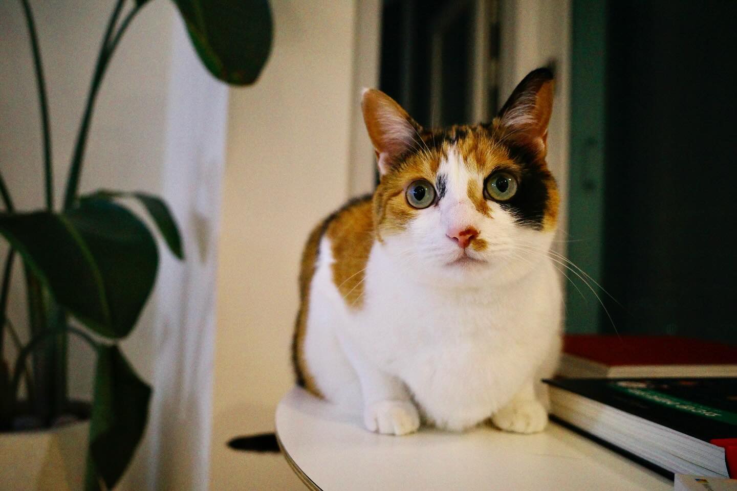 ⠀⠀⠀⠀⠀⠀⠀
로시가 떠난 지 1년이 되었다. 아직도 로시가 떠나던 날의 풍경이 눈에 선하다. 나와 오빠가 로시의 마지막을 지켜봤고, 마지막 힘에 겨운 숨 한번을 내뱉고 떠난 아이. 너무너무 마르고 작아져서 껴안으면 그대로 부서질 것 같아 안지도 못하고 하염없이 울며 이름만 불렀던 그때. 그때 이후 내 사진첩에 로시 사진이 없다. 여전히 집안 구석구석에서 로시가 보이고, 뚠뚠이 로시가 어디에선가 기지개 켜며 나올 것 같다. 1년이 지났지만 함께하던 시간이 어제 같다. 이맘때쯤, 이 무더운 여름, 내 생일을 얼마 남기지 않은 이 시절. 난 영원히 그 시간을 잊지 못할 것 같다. 두고두고 시간을 곱씹으며 로시를 기억하고 기억해야지. 나의 첫 고양이, 소란했던 나의 시절 내 짐을 덜어줬던 작은 고양이. 보고싶다 정말 많이.
#로시 #시도솔자매 #로자매