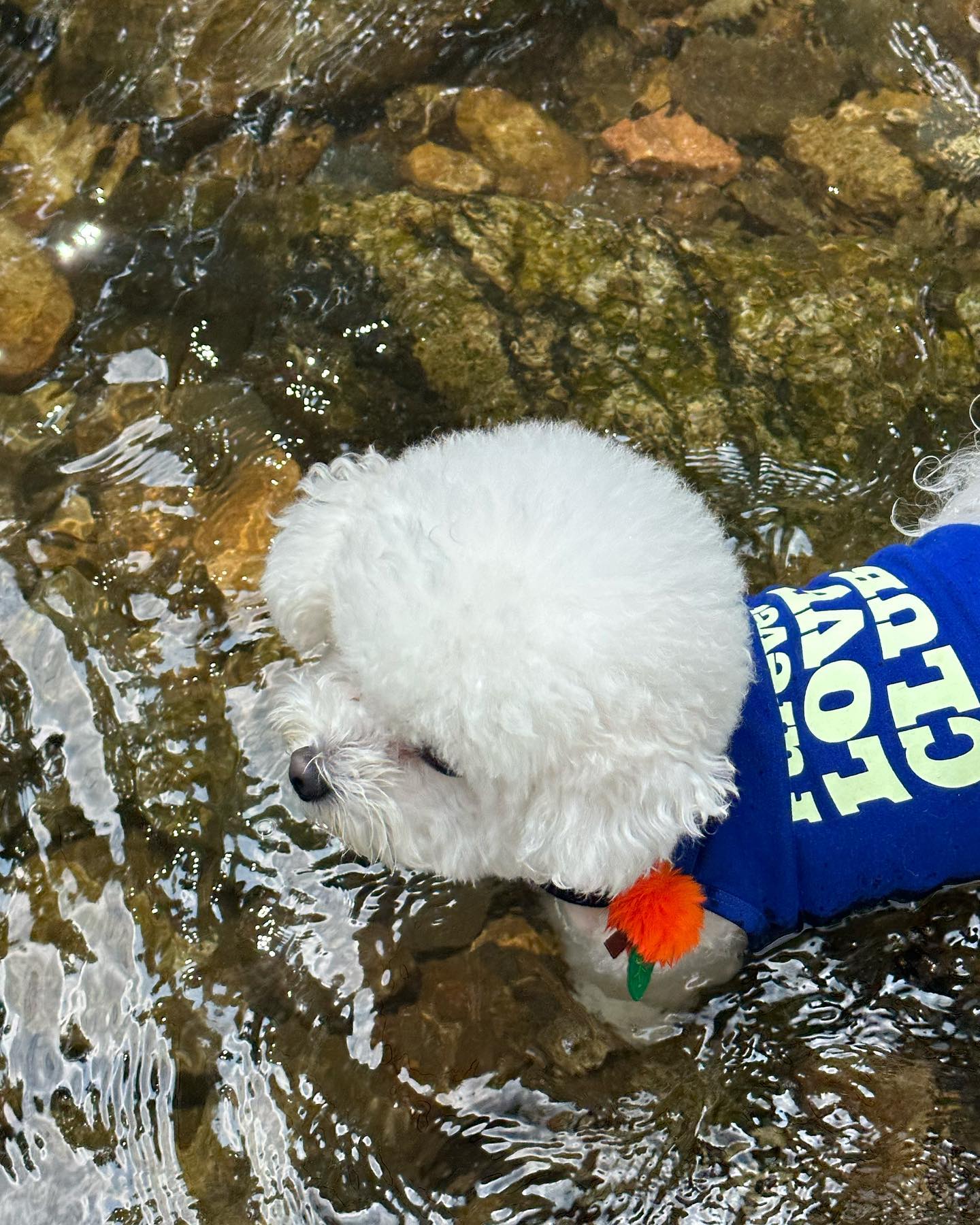 지난주말요약..🐾 #물놀이 무한 반복
수용성 쥔덕에 댕팔자에 없는 물놀이
이번주 주말에도 물놀이 예약ㅋㅋㅋㅋ
물에 빠지면 말티즈 되는애라 그것또한 귀여움🍑

우리 다녀온 곳은👇🏻
 #고기리계곡 용인에 있어요!!
#오리백숙맛집 과 #애견동반계곡 이라 잘 놀다 와찌유👋🏻
#비숑스타그램 ☁️#비숑