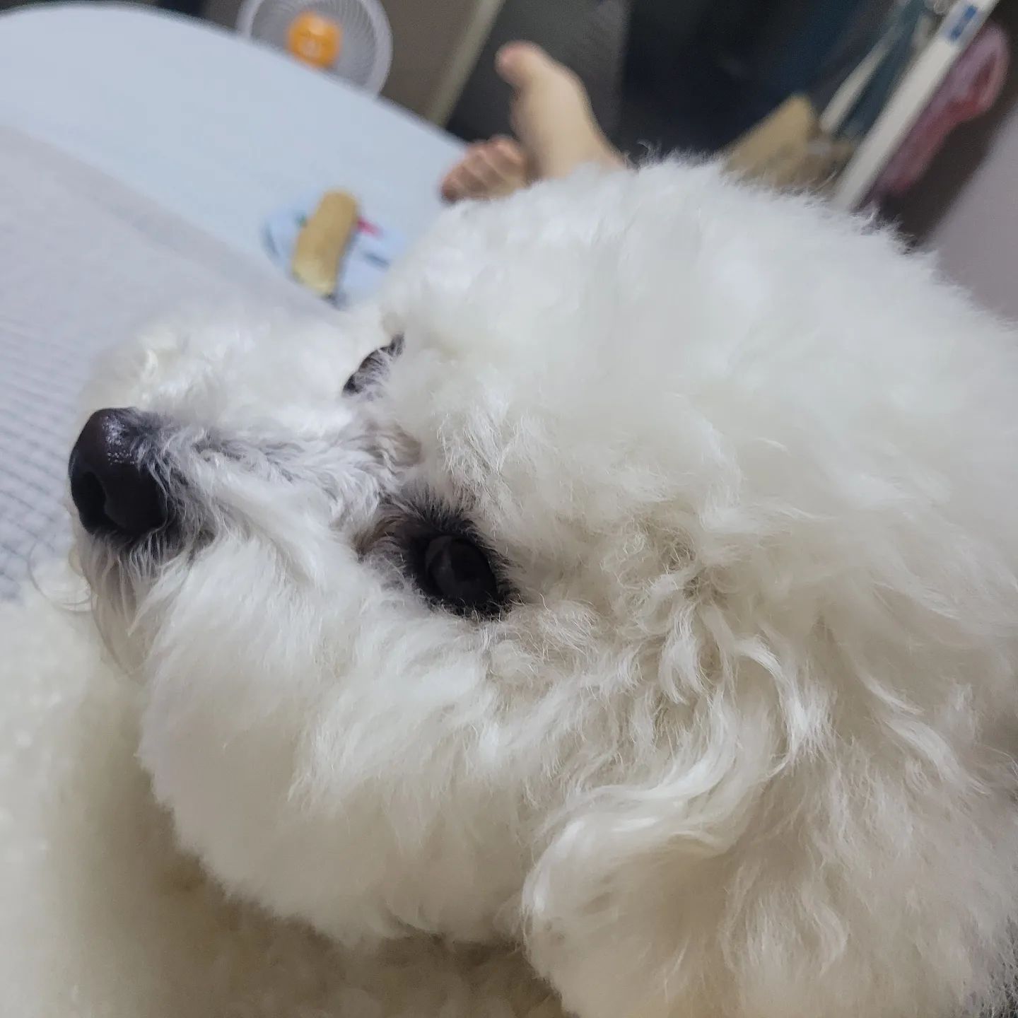 23.08.13
머리를 뒤로 너무 쓰다듬었더니 납작복숭아가 되어버린 꼼.. 다시 앞으로 쓰다듬으려다 귀여워서 찍어버림❤️ 
.
.
#꼬모의하루🐶